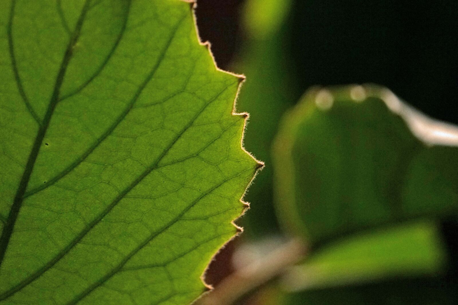 Sony a7 + Sony E 55-210mm F4.5-6.3 OSS sample photo. Leaf, green, detail photography