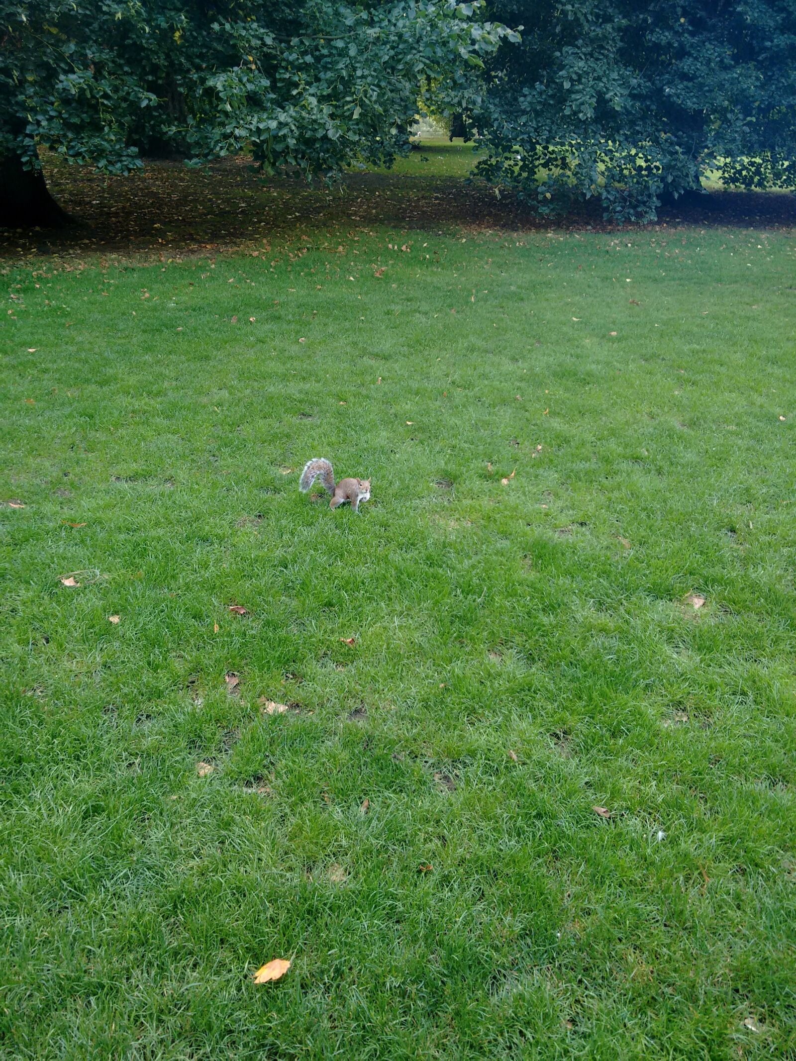 Motorola Moto G (2nd Gen) sample photo. Grass, green, london, park photography