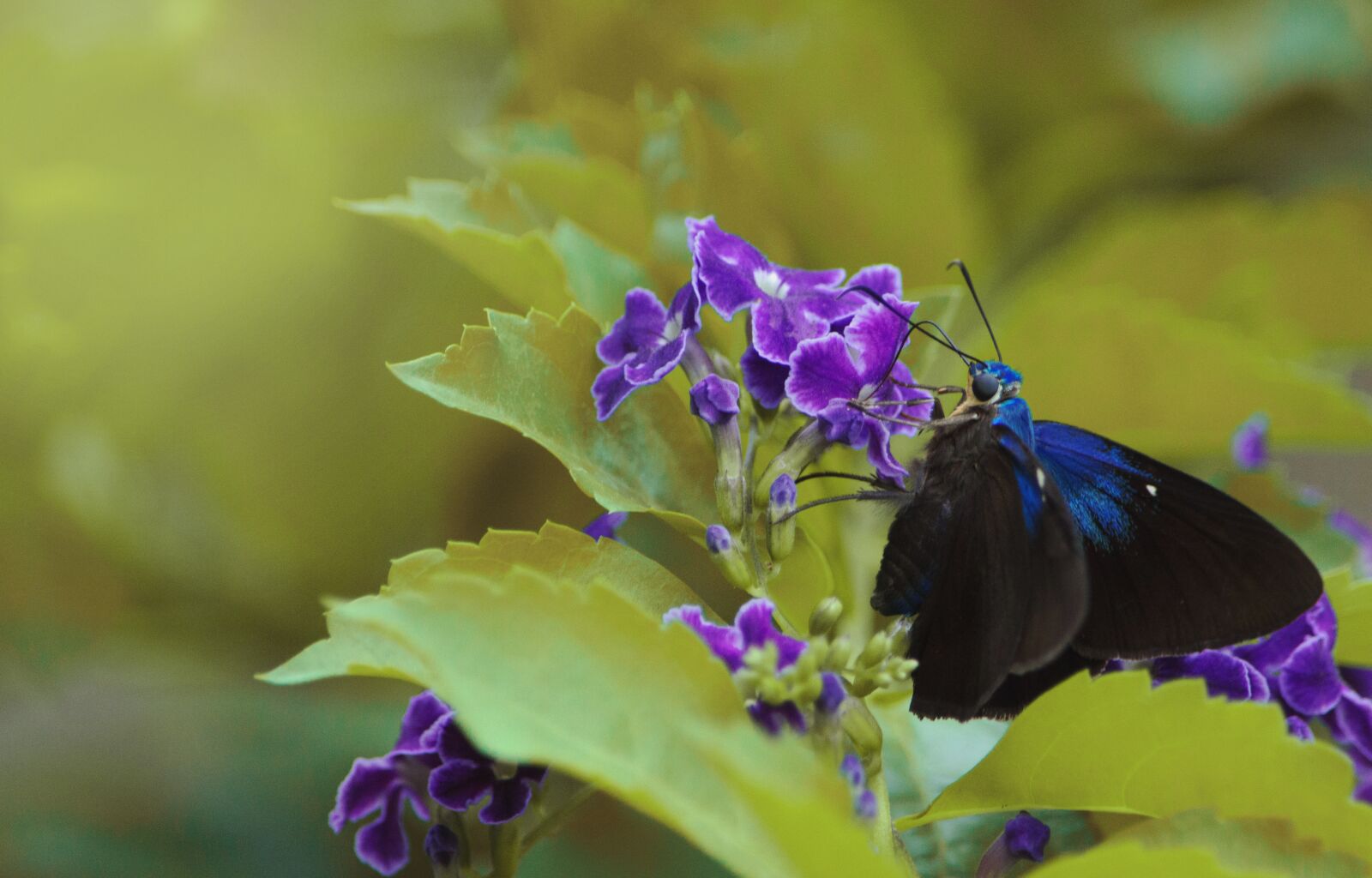 Nikon D3200 sample photo. Butterfly, flowers, colors photography