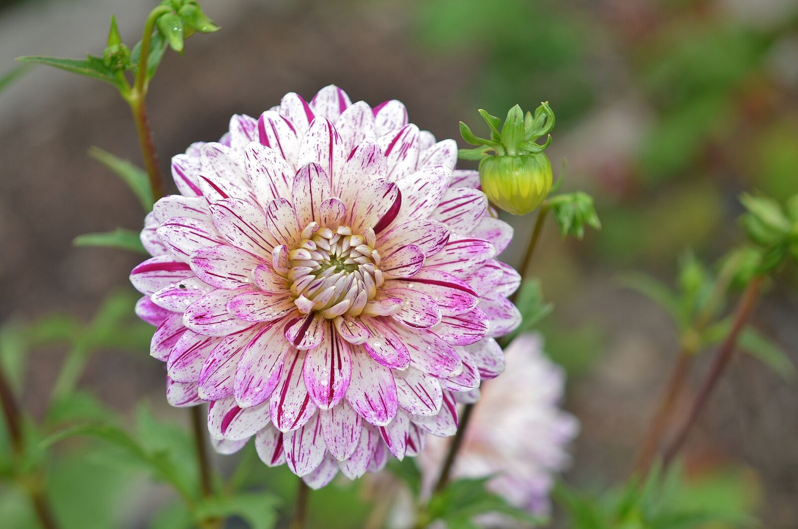 Nikon D7000 sample photo. Flower, pink, pink flowers photography