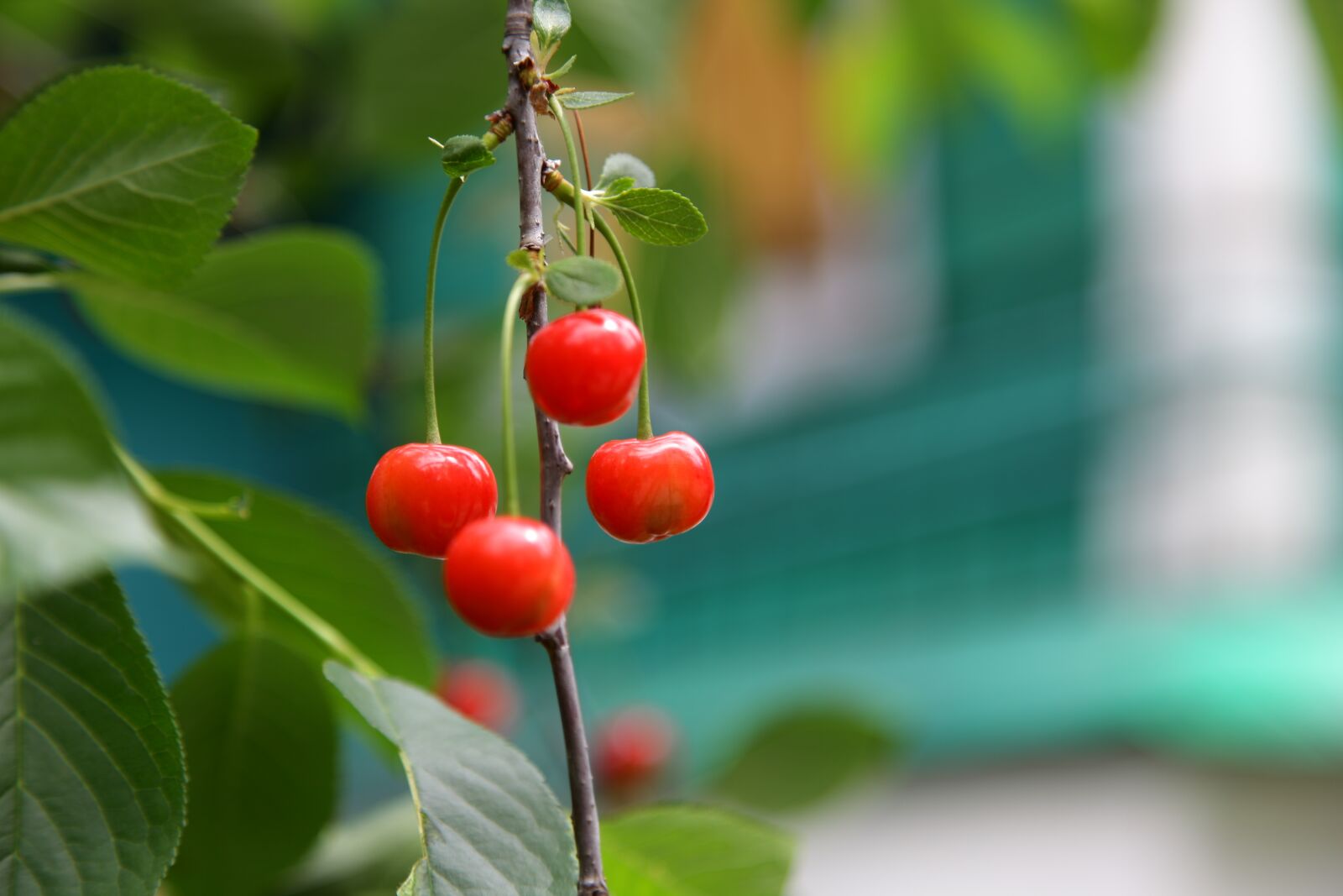 Canon EOS 5D Mark II sample photo. Cherry, berry, nutrition photography