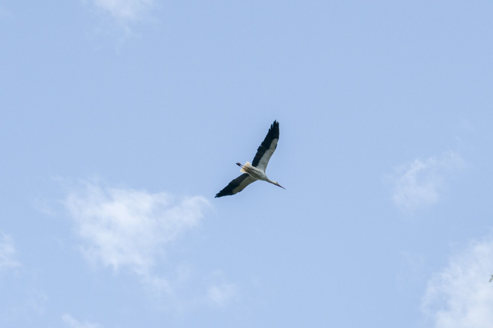 Nikon D3300 sample photo. Sky, fly, bird photography