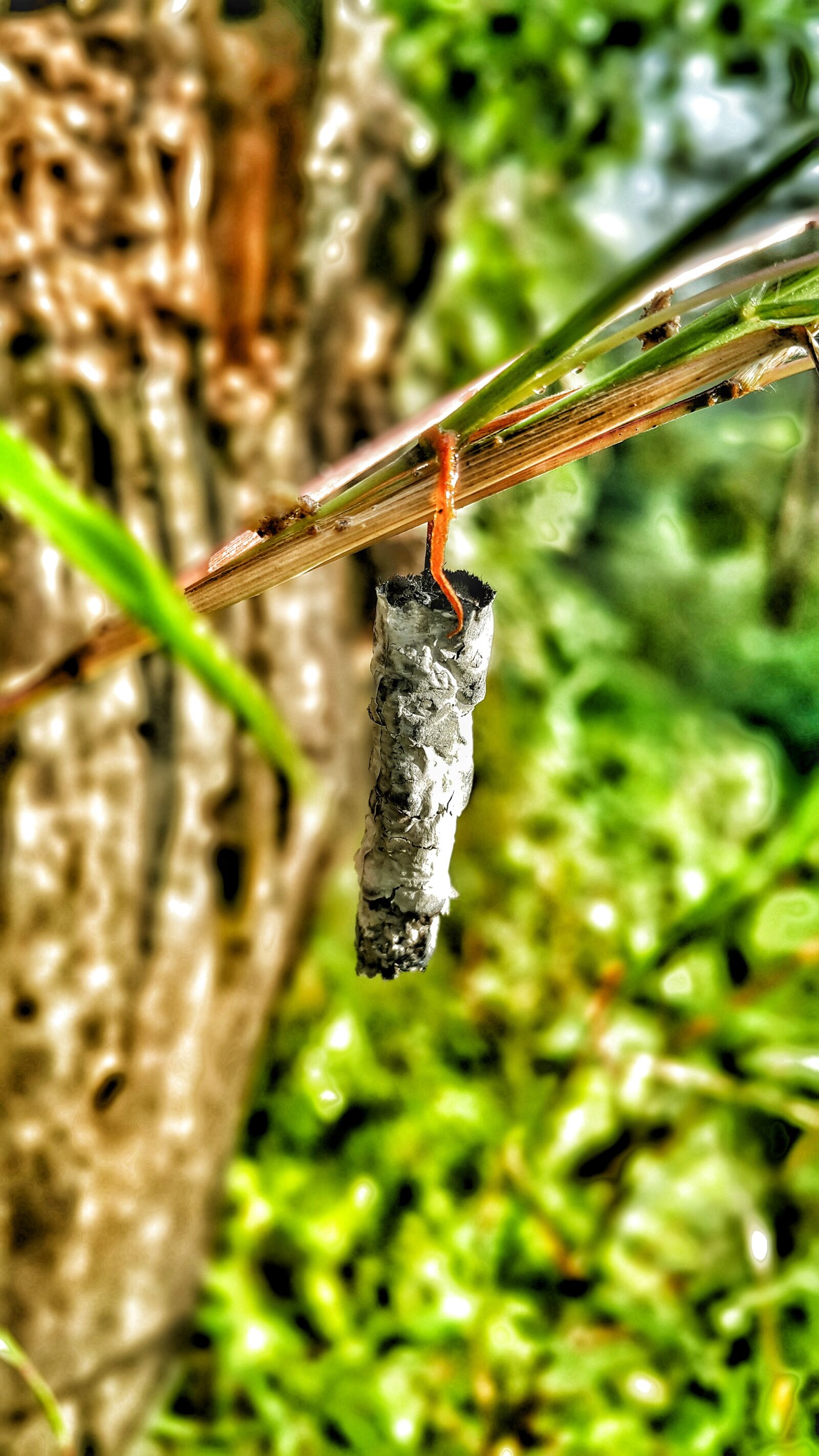 Samsung Galaxy Note4 sample photo. Cocoon, insects, butterfly photography