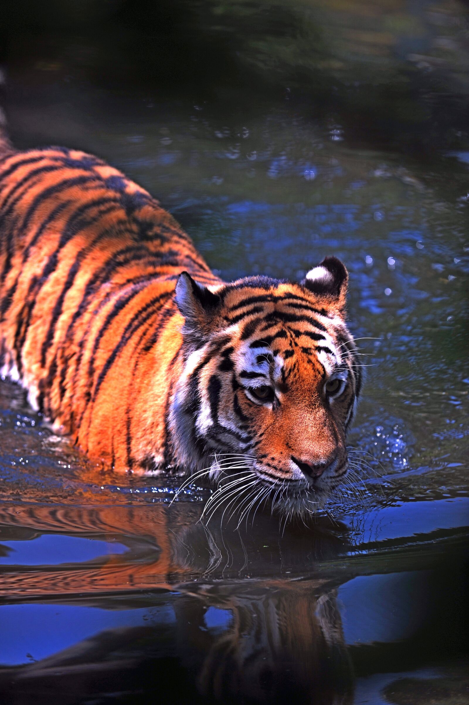 Nikon D3S sample photo. Animal, big, cat photography