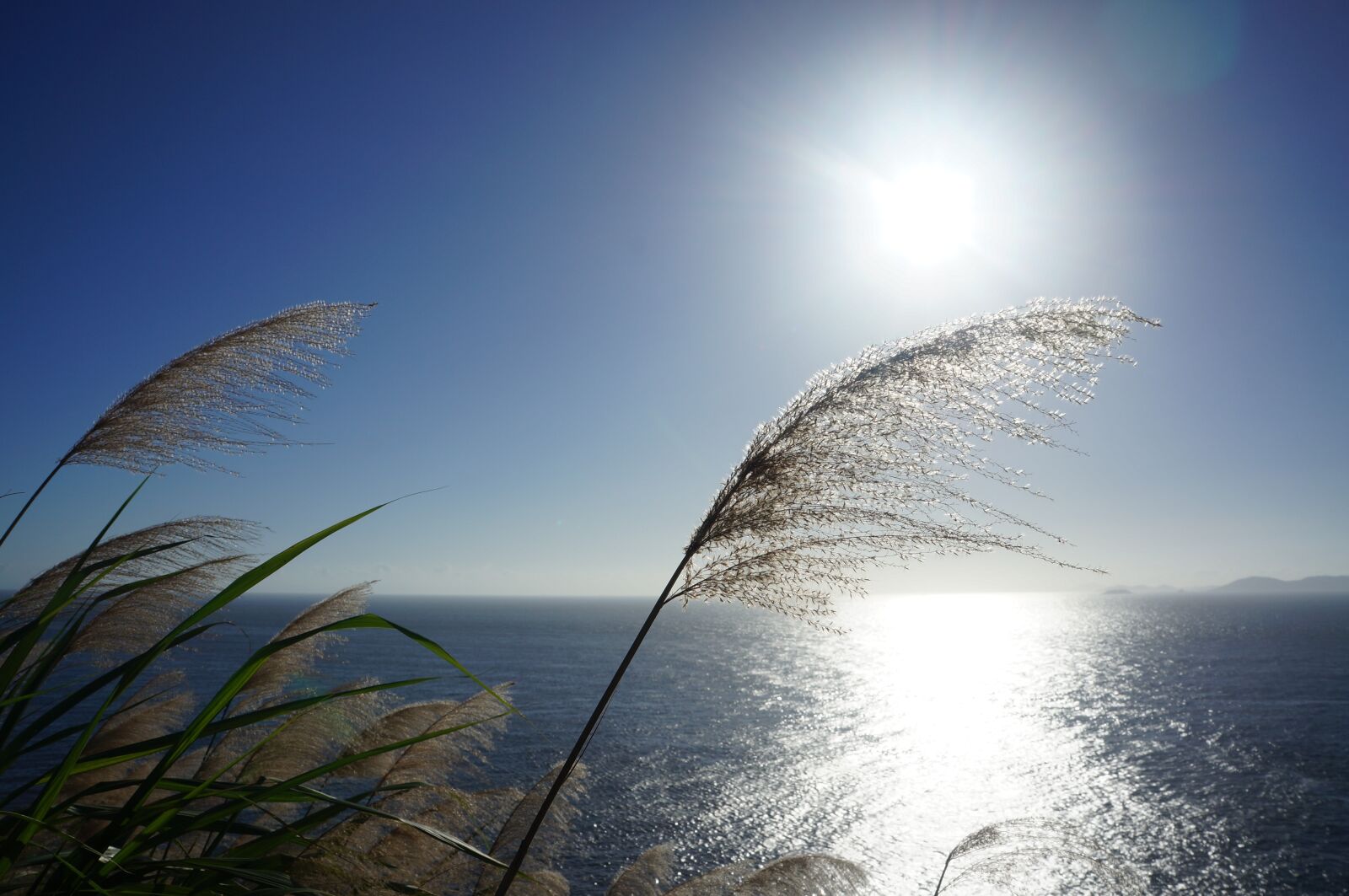 Sony Alpha NEX-5N sample photo. Reed, sunshine, islands photography