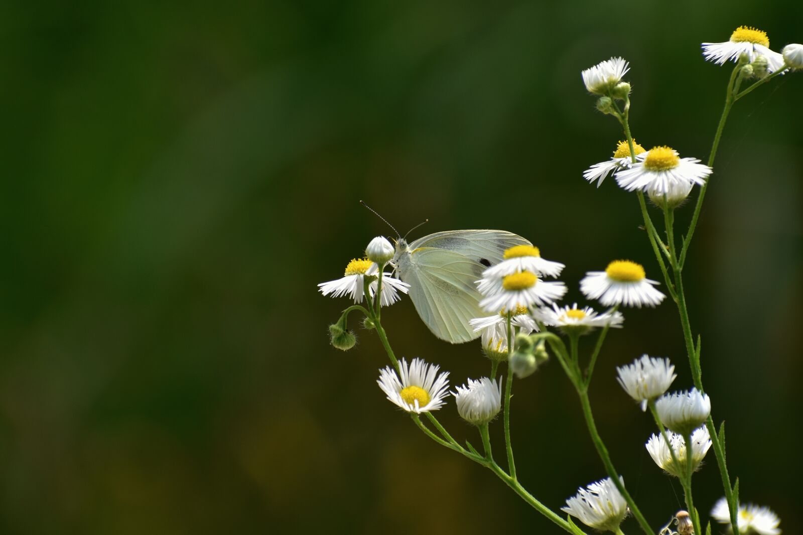 Nikon D7200 sample photo. Natural, landscape, flowering plant photography