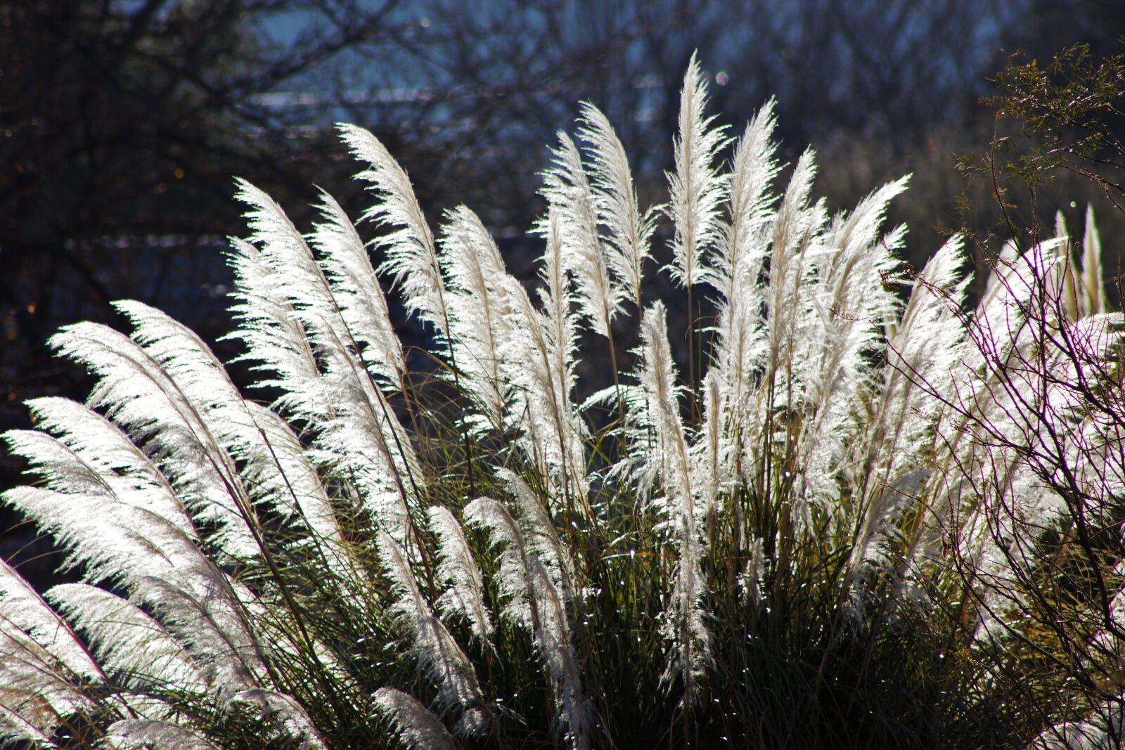 Canon EF 75-300mm f/4-5.6 USM sample photo. Grasses, sunlight, backlighting photography