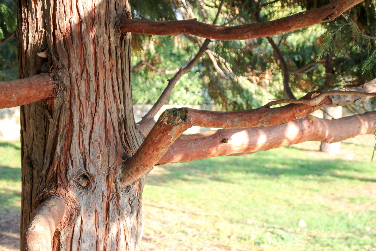 Canon EOS 60D sample photo. Tree, wood, morning photography