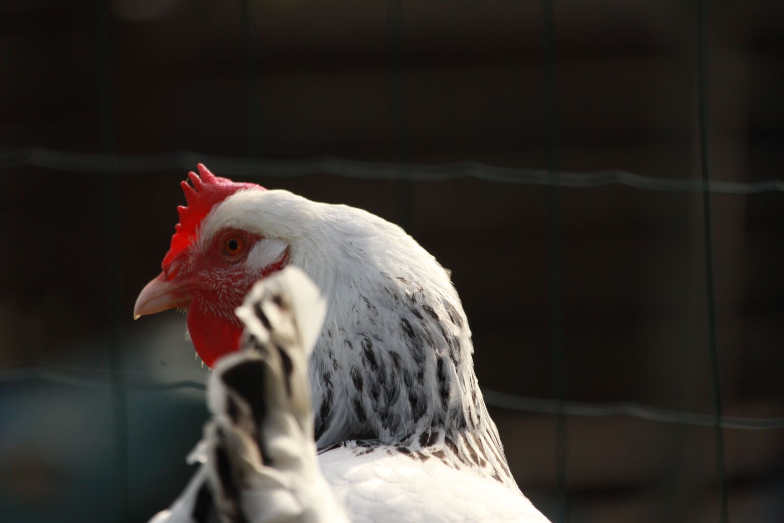 Canon EOS 1200D (EOS Rebel T5 / EOS Kiss X70 / EOS Hi) sample photo. Hen sussex, laying hen photography