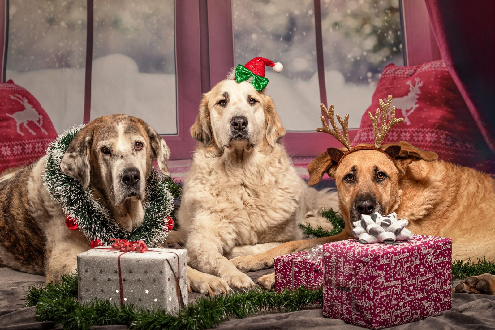 Nikon D750 sample photo. Dog, christmas, gifts photography