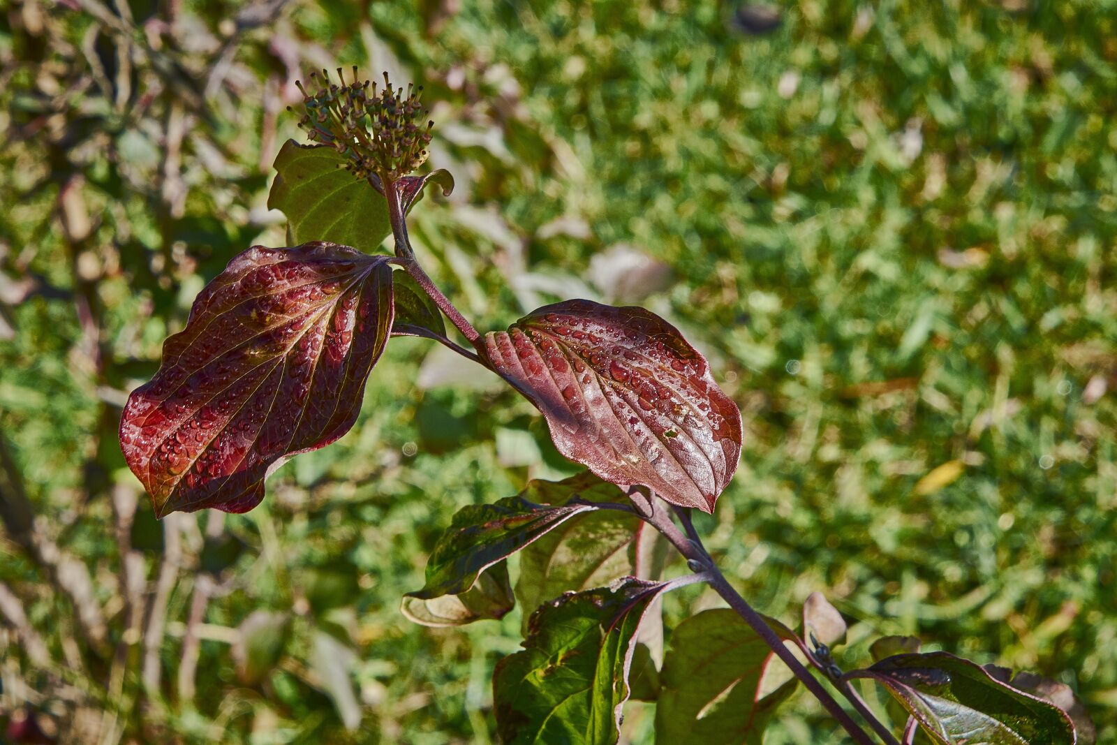 Nikon D7200 sample photo. Flower, autumn, plant photography