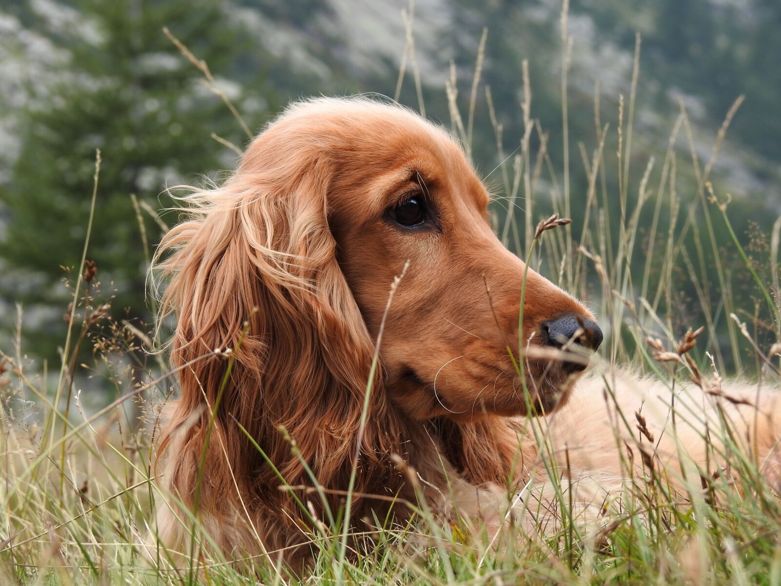 Nikon Coolpix P900 sample photo. Dog, breed, coker photography