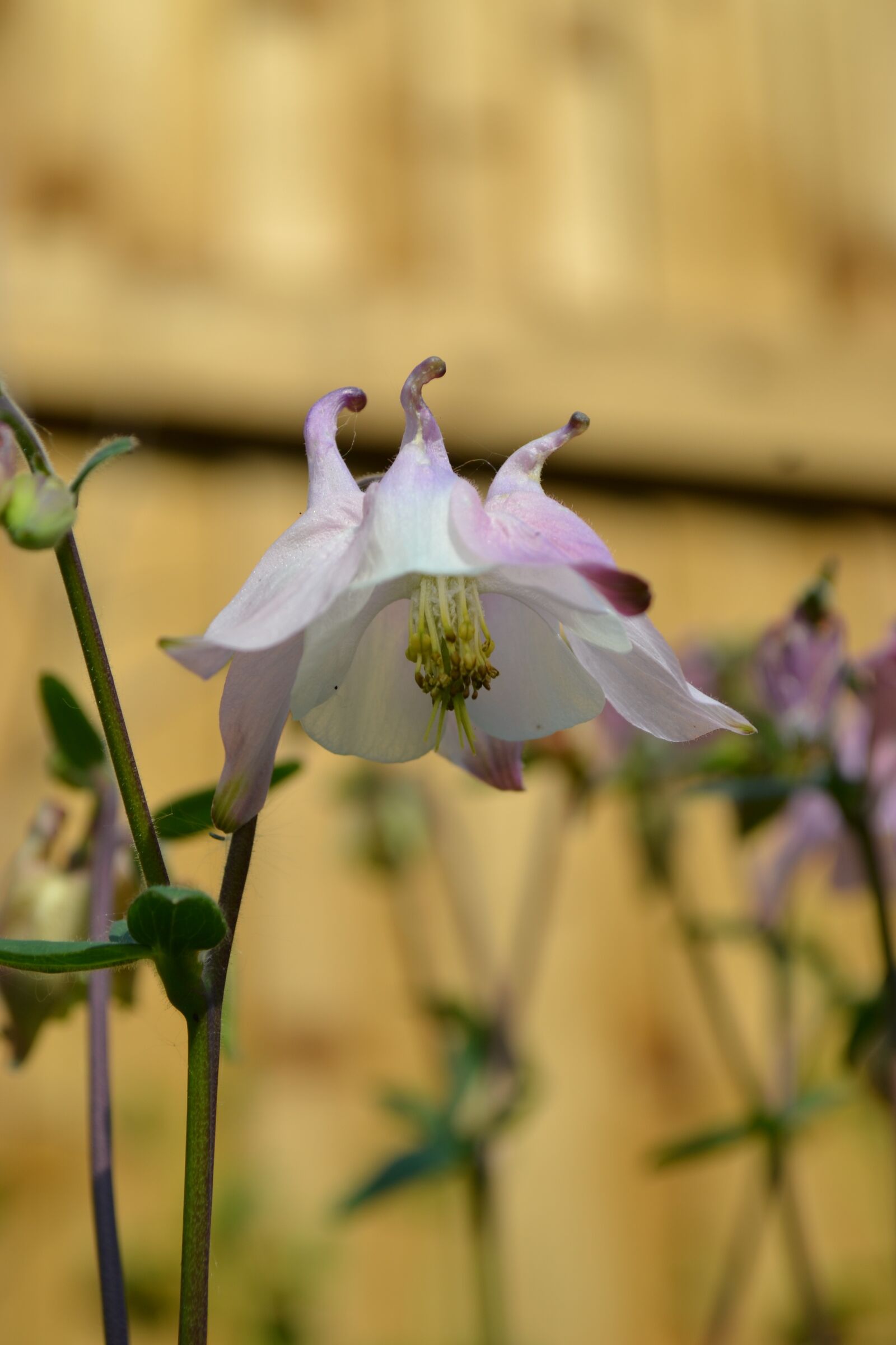 Nikon D3100 sample photo. Columbine, aquilegia, flower photography