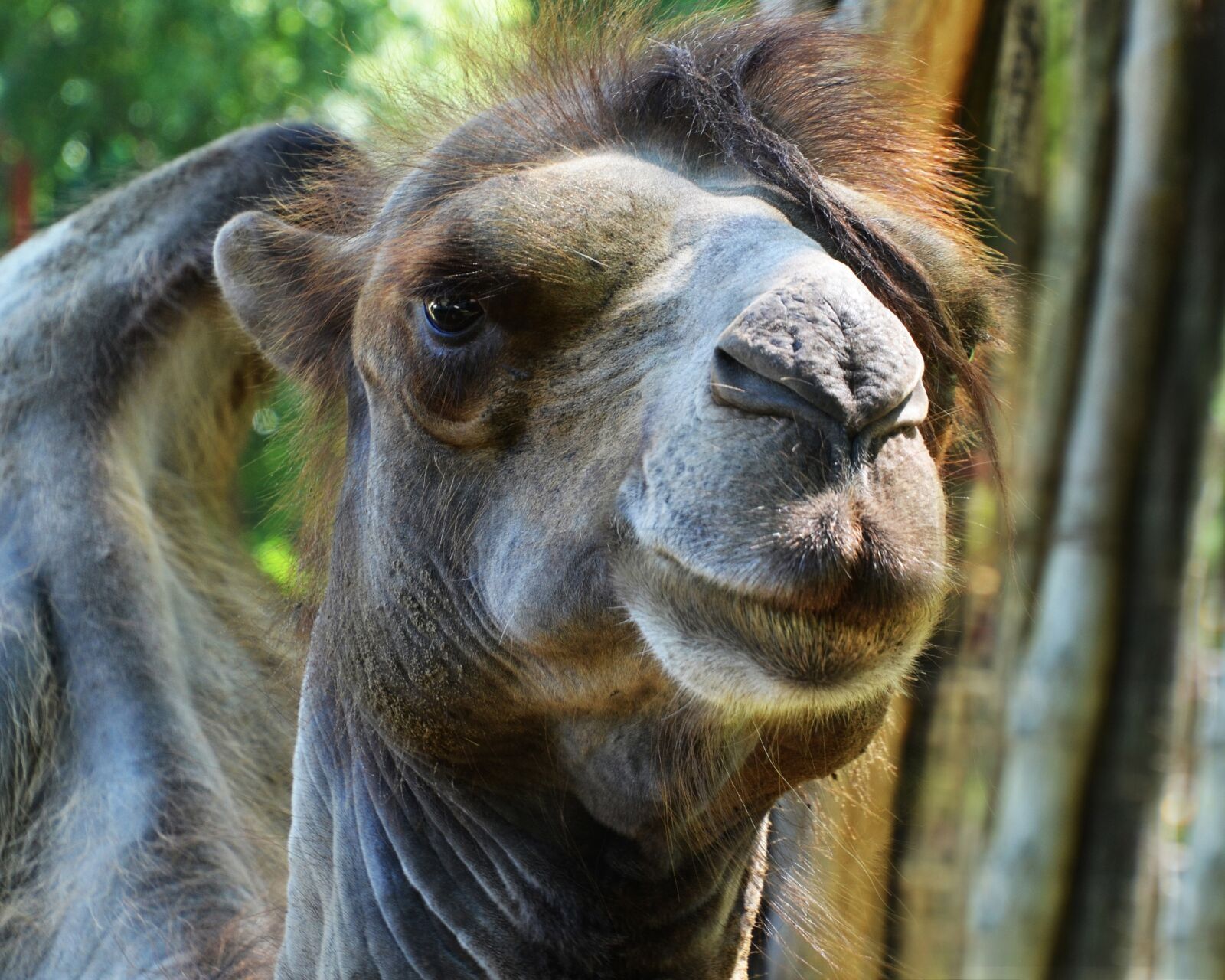 Nikon D7000 sample photo. Camel, portrait, bump photography
