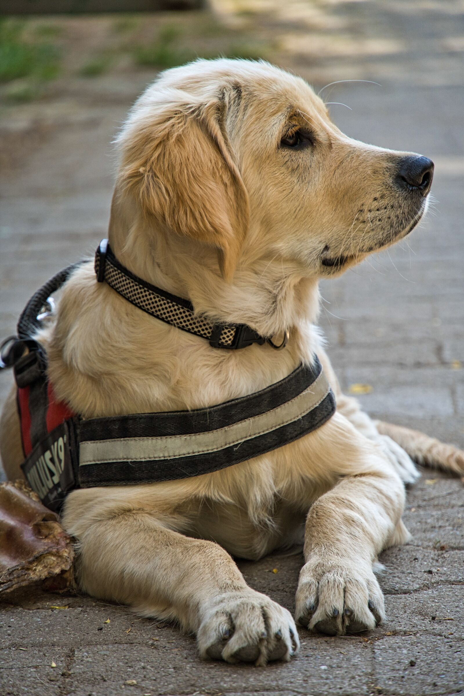 Sony a6400 sample photo. Golden retriever, puppy, dog photography