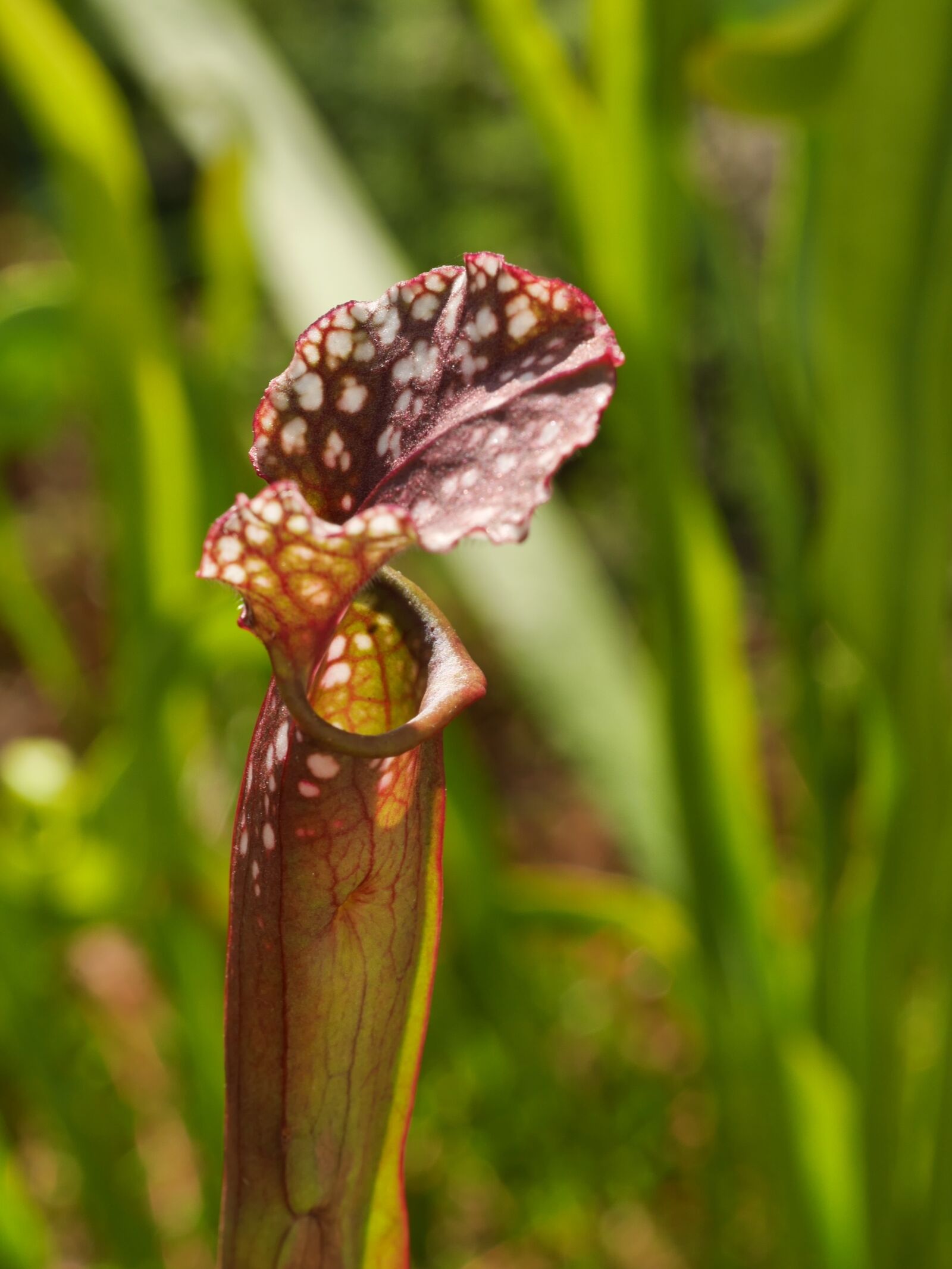 Panasonic Lumix DMC-GX7 sample photo. Carnivore, bog, hose plant photography