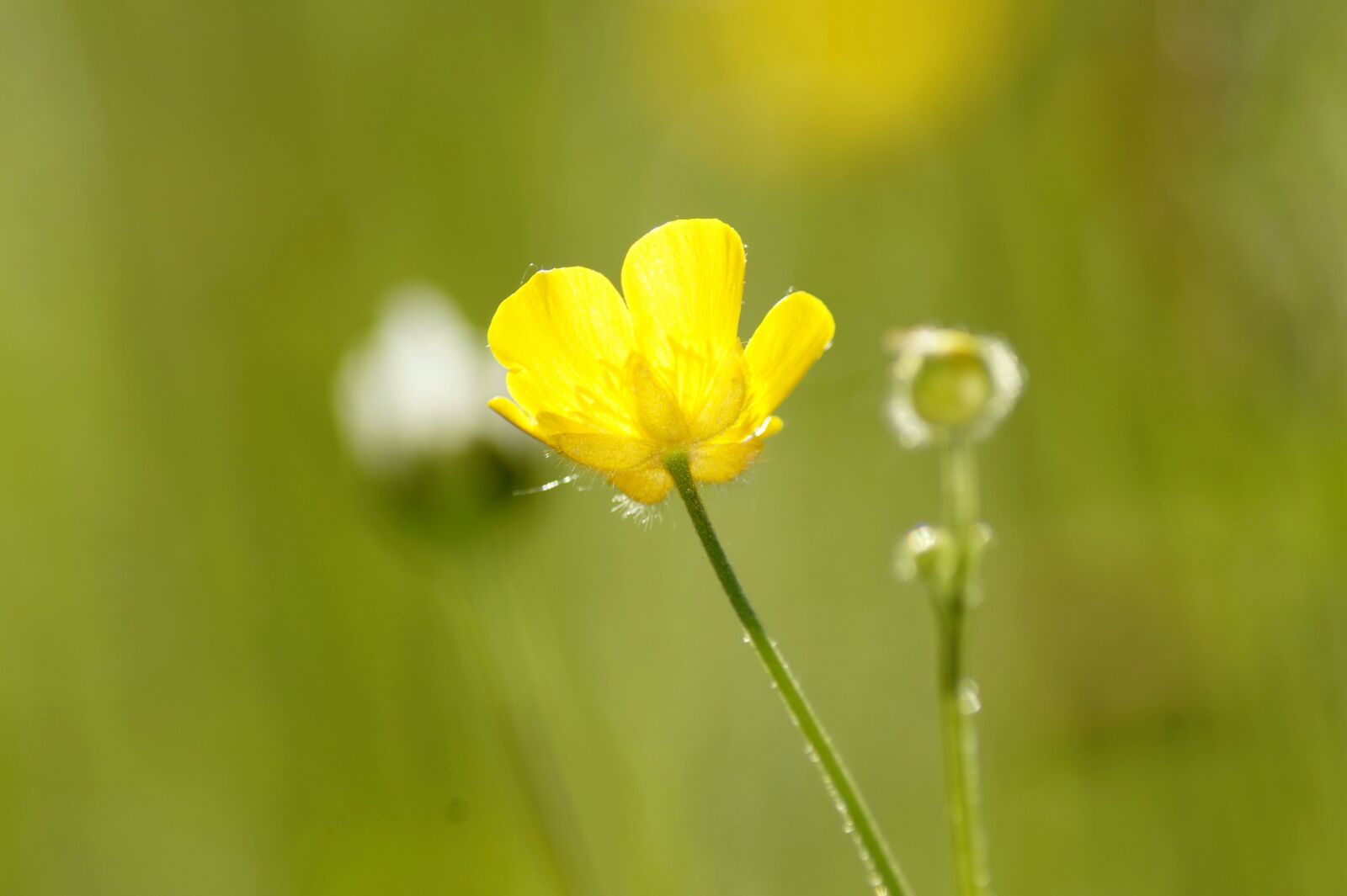 Sony SLT-A58 sample photo. Buttercup, hahnenfu gew chs photography