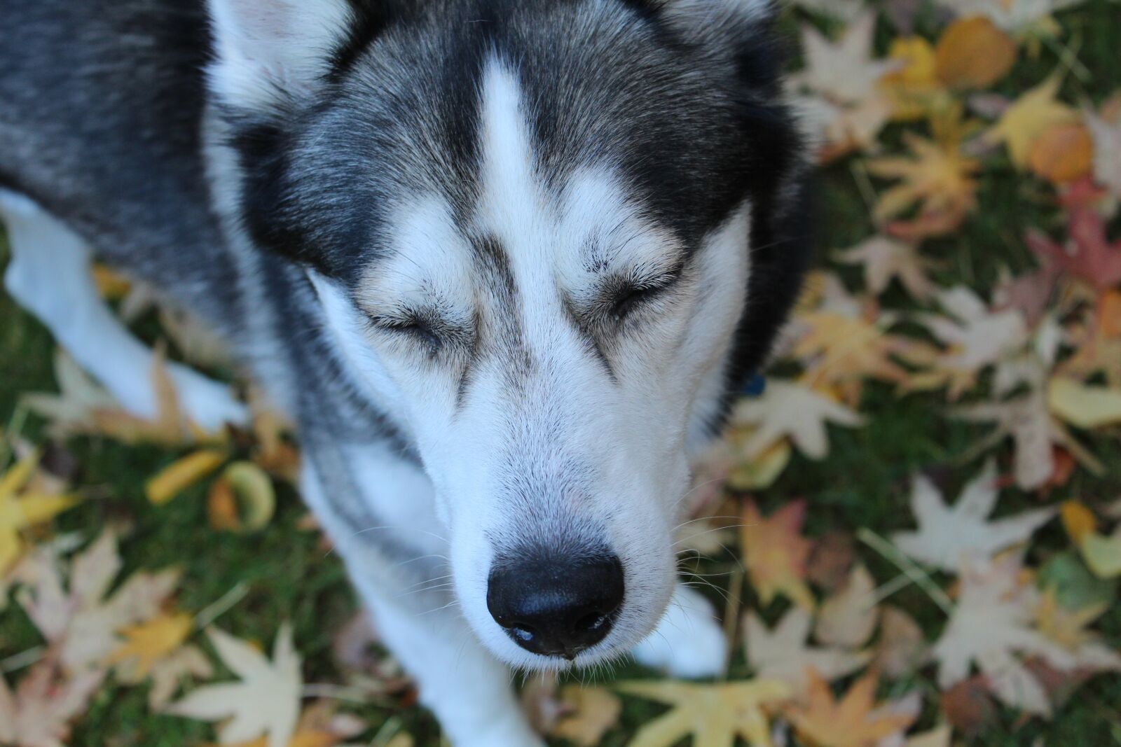 Canon EOS 1300D (EOS Rebel T6 / EOS Kiss X80) sample photo. Dog, husky, animal photography
