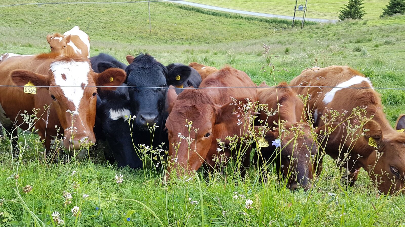 Samsung Galaxy S7 sample photo. Cows, cows in a photography