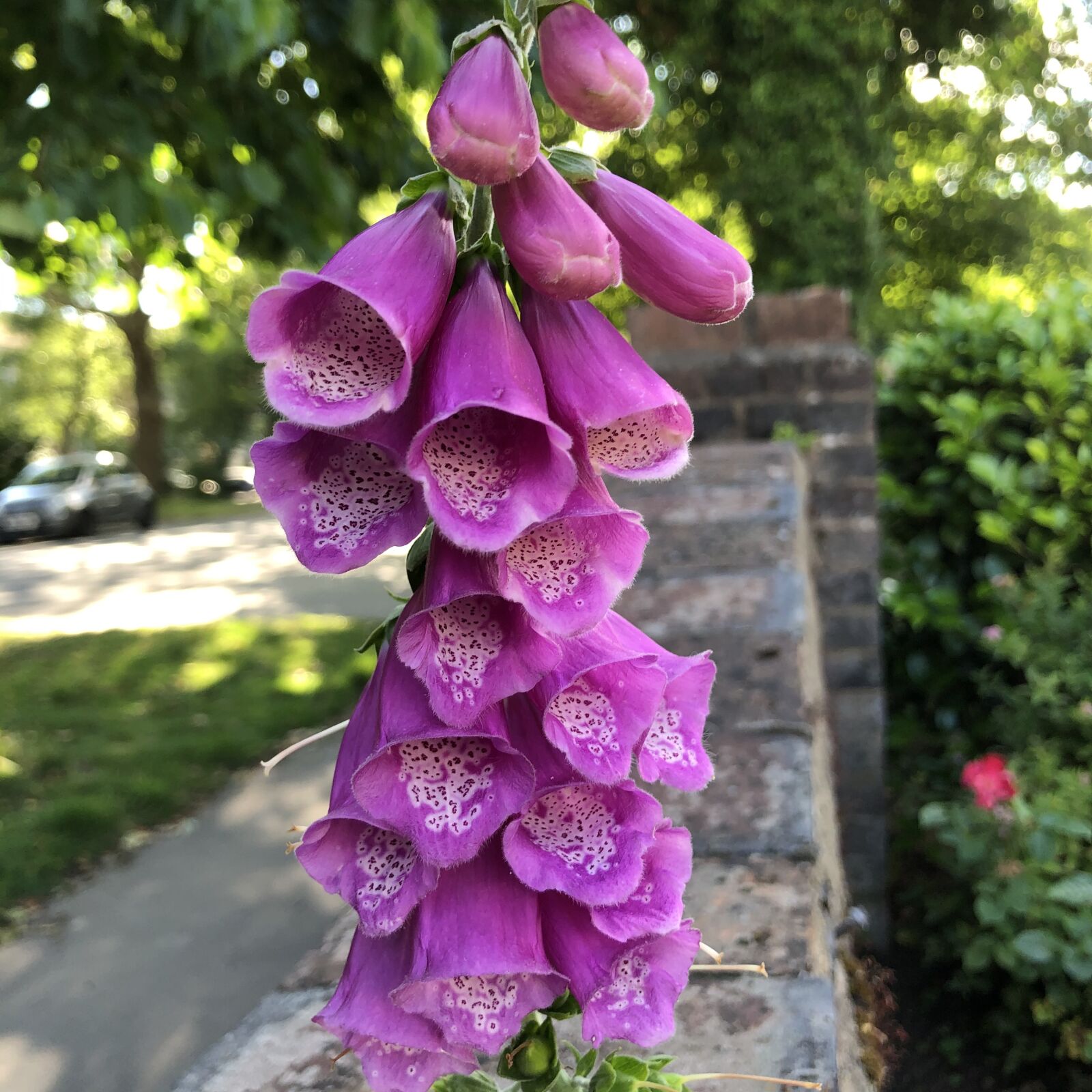 iPhone 8 back camera 3.99mm f/1.8 sample photo. Fox gloves, flowers, purple photography