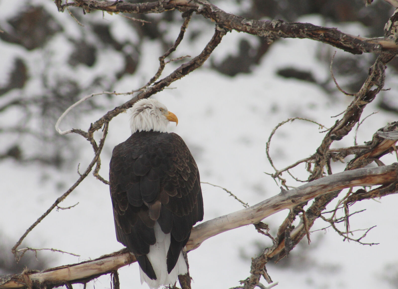Canon EF 75-300mm f/4-5.6 sample photo. Bald, eagle photography