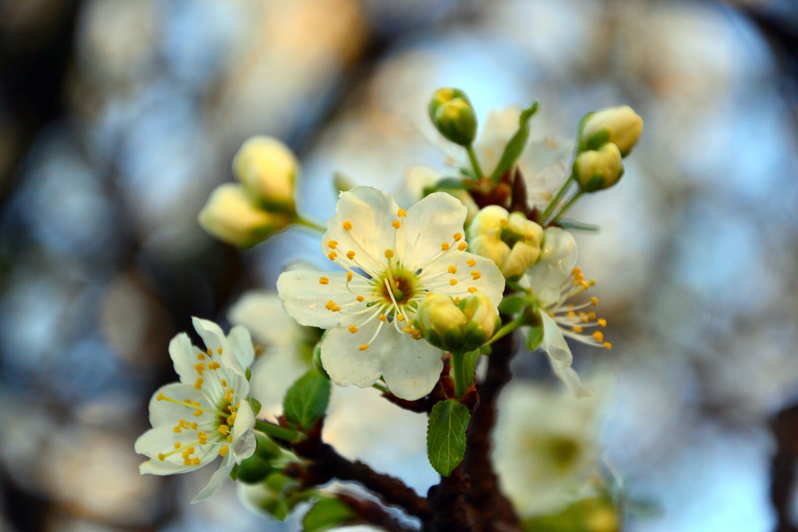 Nikon D3100 sample photo. Cherry, may day, tree photography
