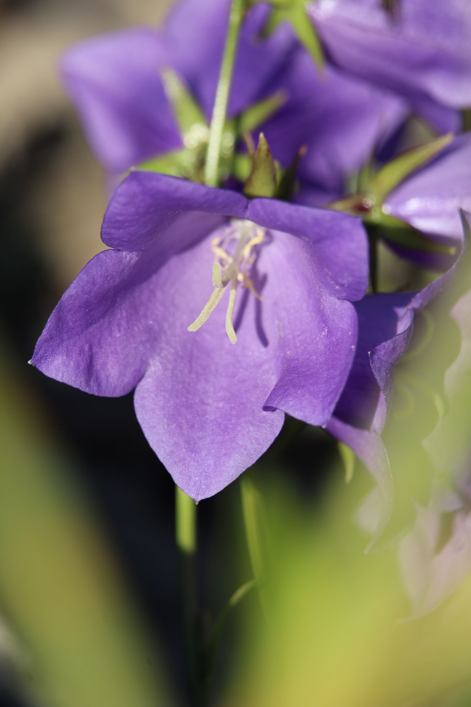 Canon EOS 1200D (EOS Rebel T5 / EOS Kiss X70 / EOS Hi) sample photo. Blossom, bloom, purple photography