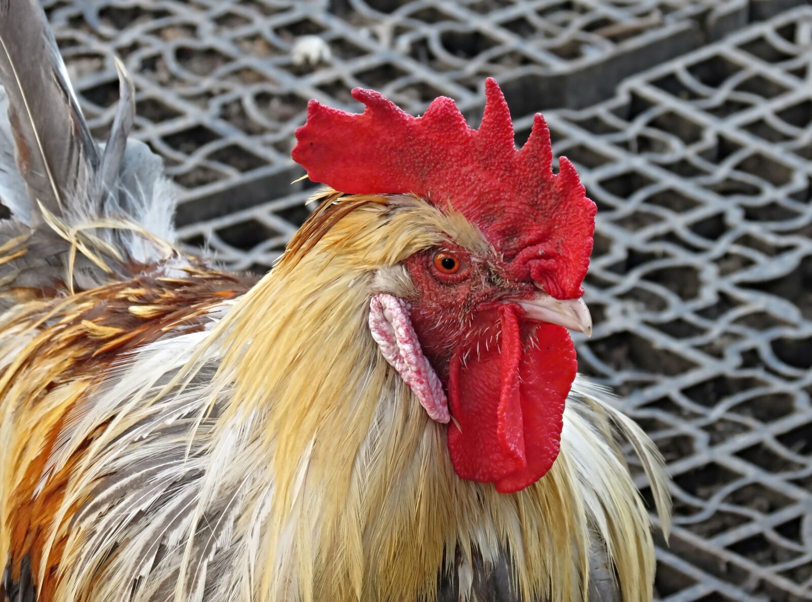 Canon PowerShot SX40 HS sample photo. Hahn, chicken, cock photography