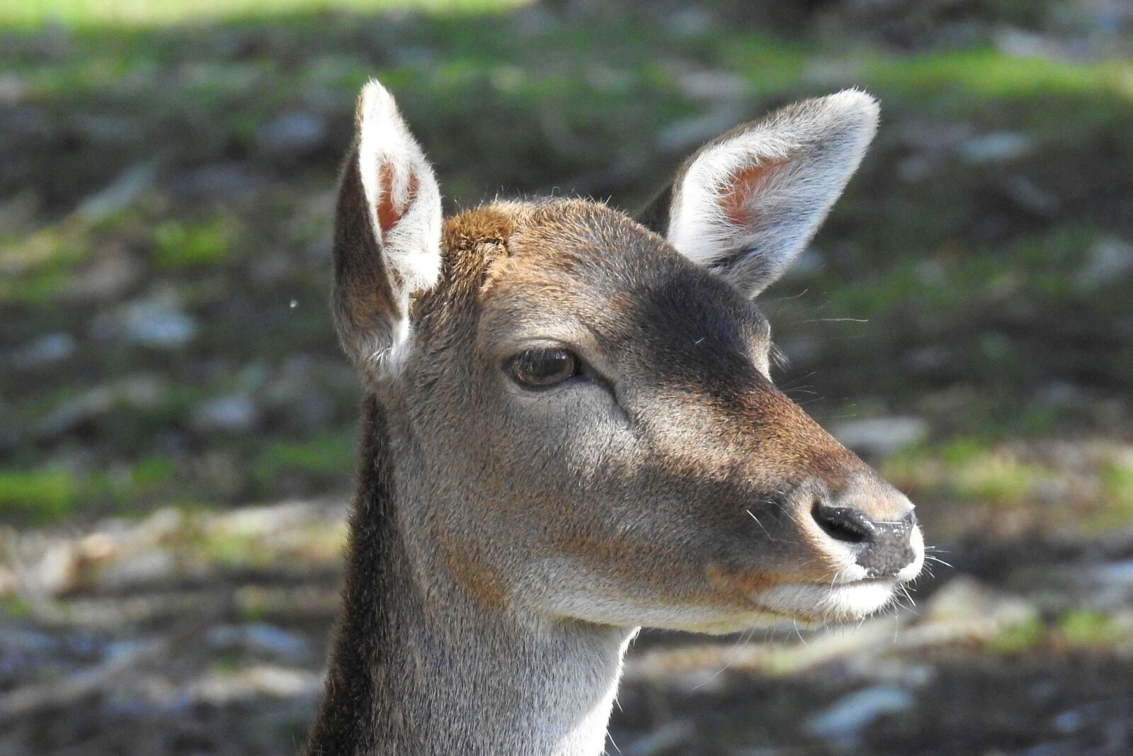 Nikon Coolpix P900 sample photo. Roe deer, fallow deer photography