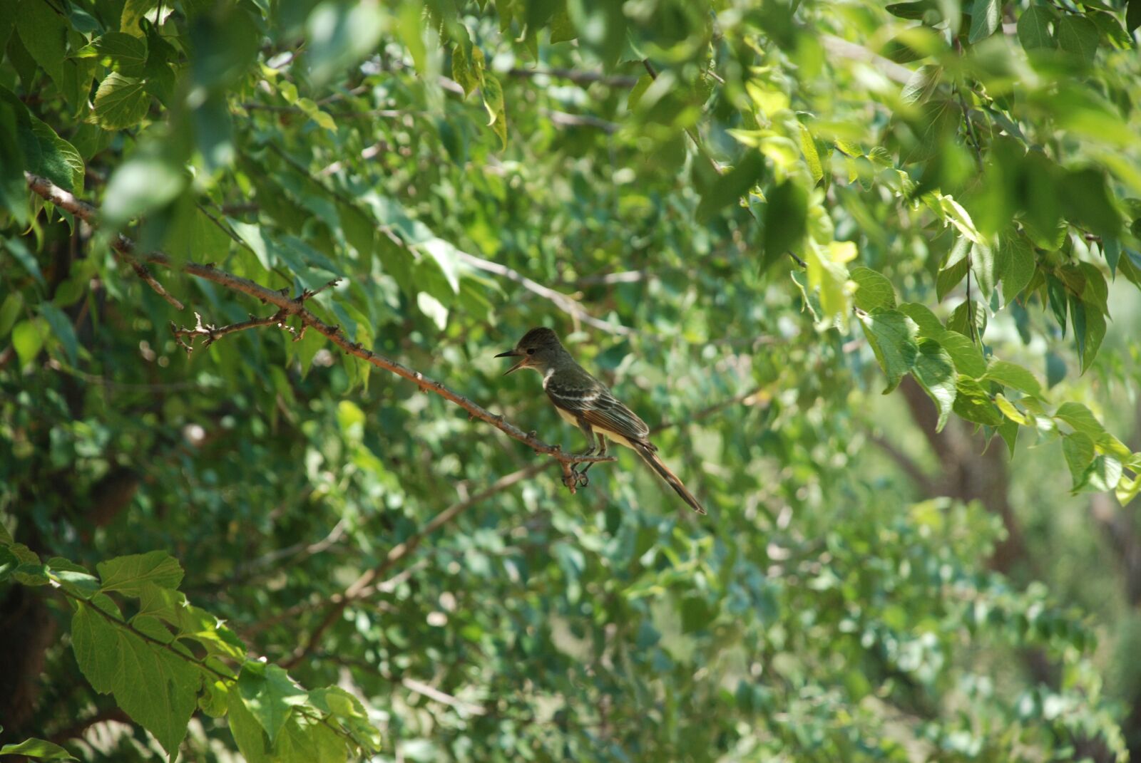 Nikon D80 sample photo. Nuthatch, green, wild photography