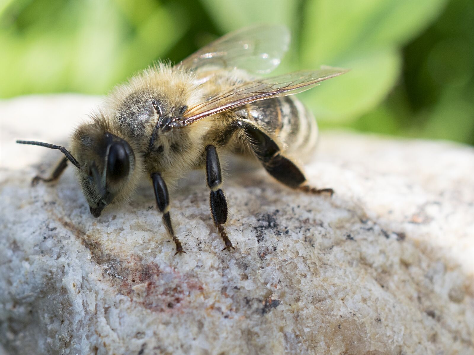 Nikon D3300 sample photo. Bee, macro, close-up photography photography
