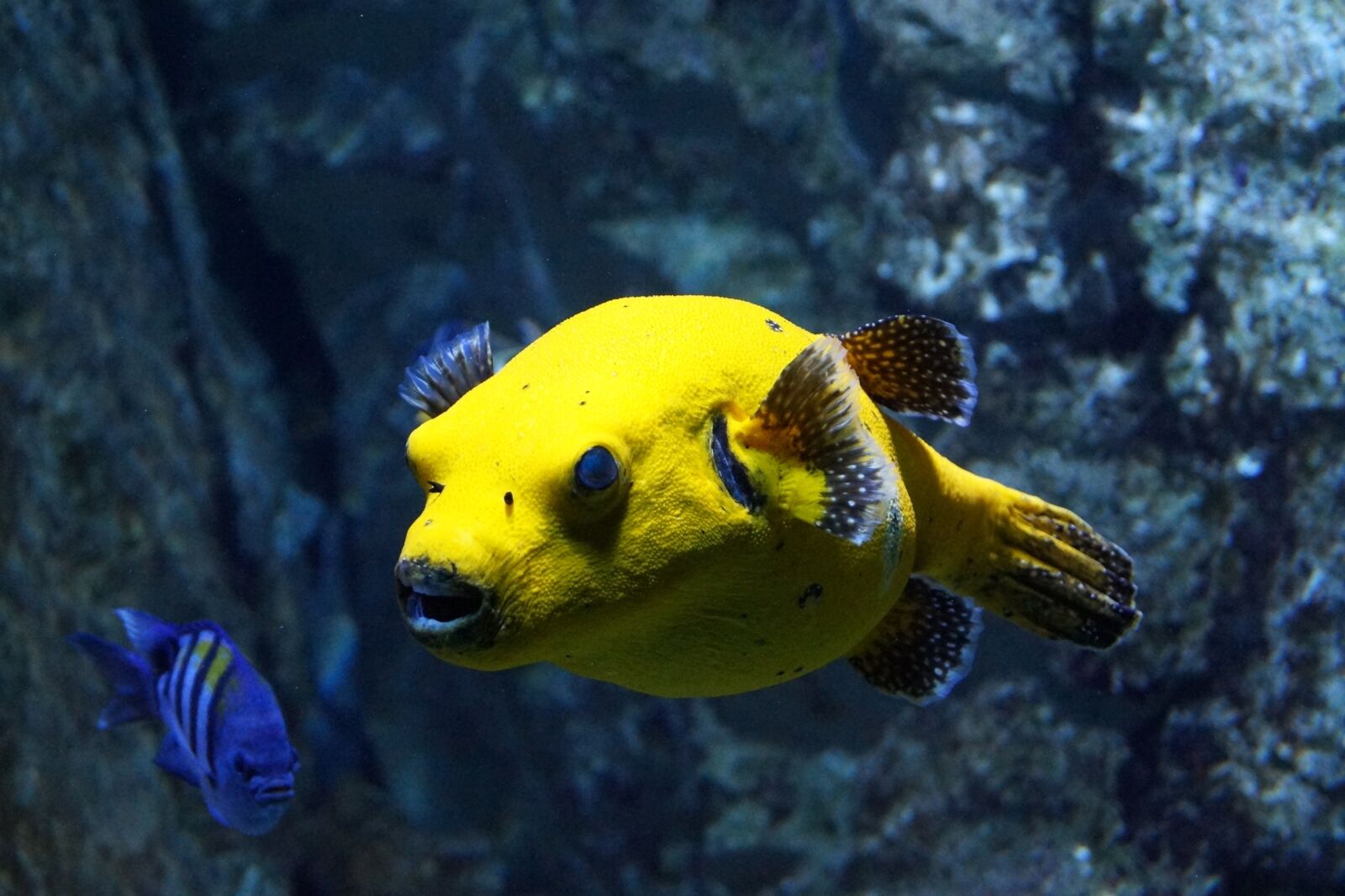 Sony DT 18-55mm F3.5-5.6 SAM II sample photo. Yellow, fish, aquarium photography