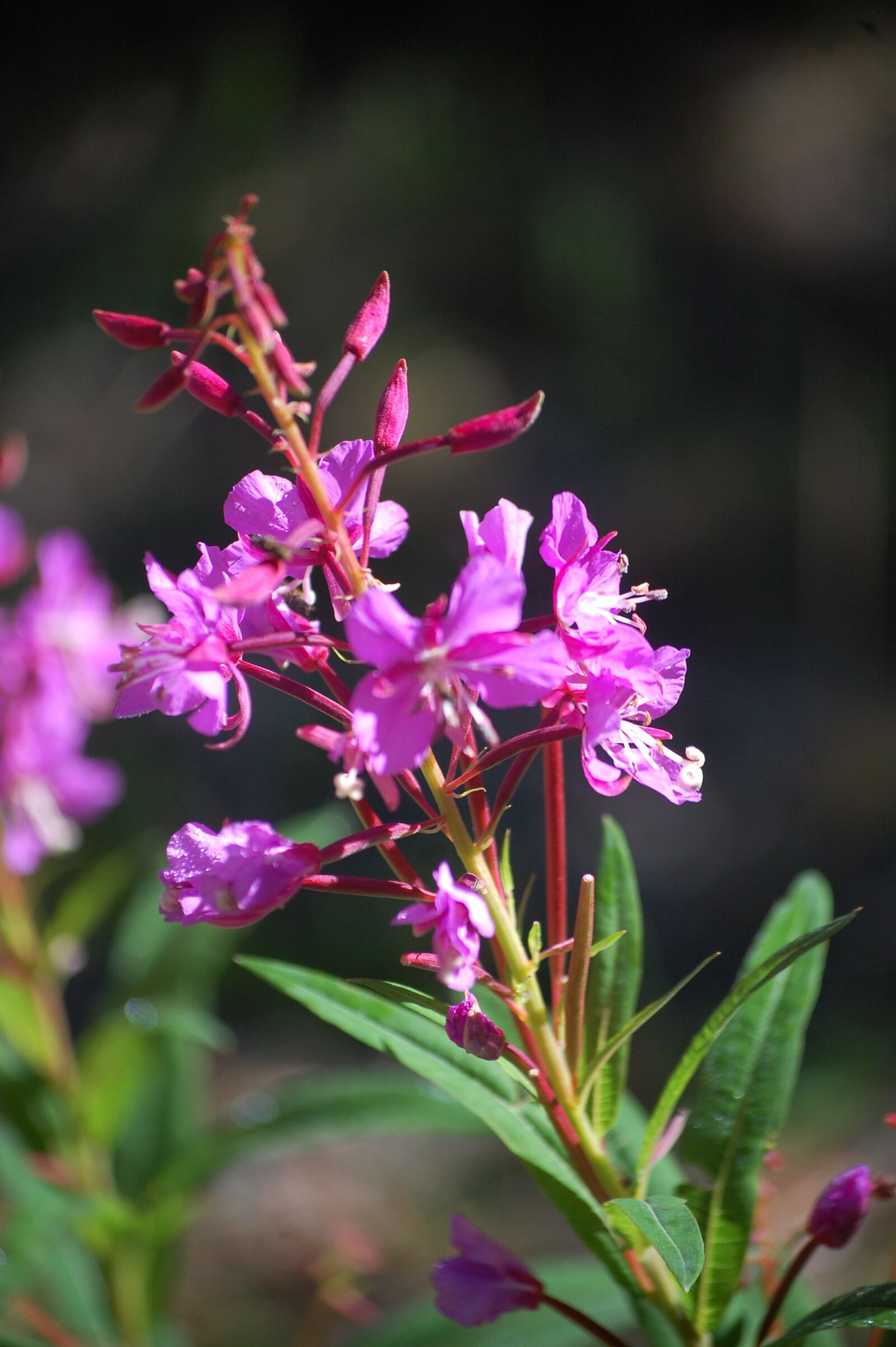 Nikon D40 sample photo. Flower, purple, purple flower photography