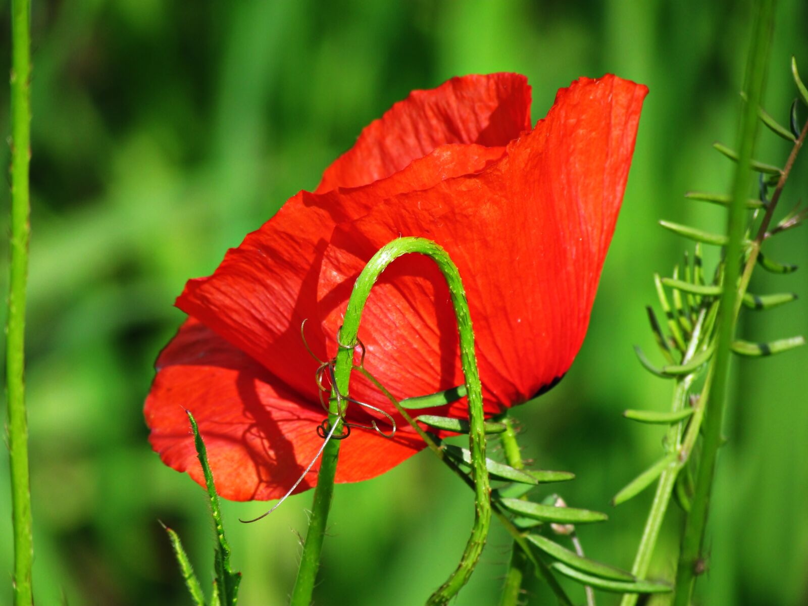 Canon PowerShot SX30 IS sample photo. Nature, poppy, green photography