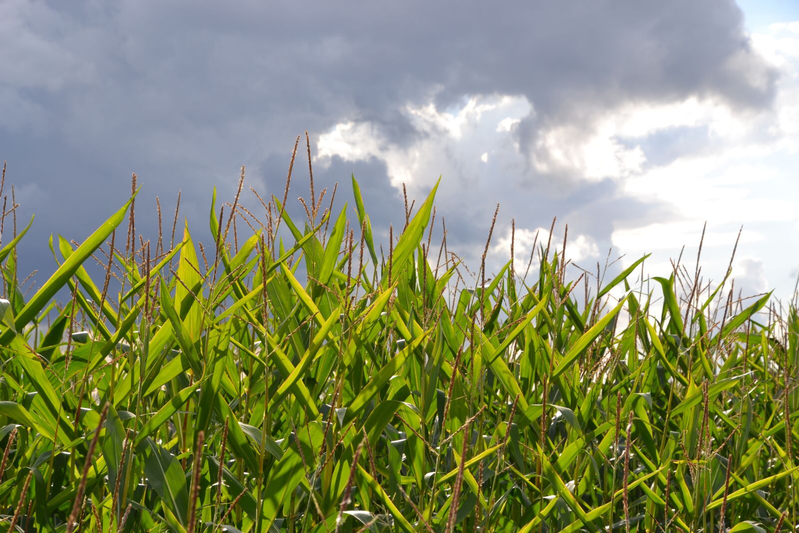 Nikon D3100 sample photo. Corn, cornfield, agriculture photography