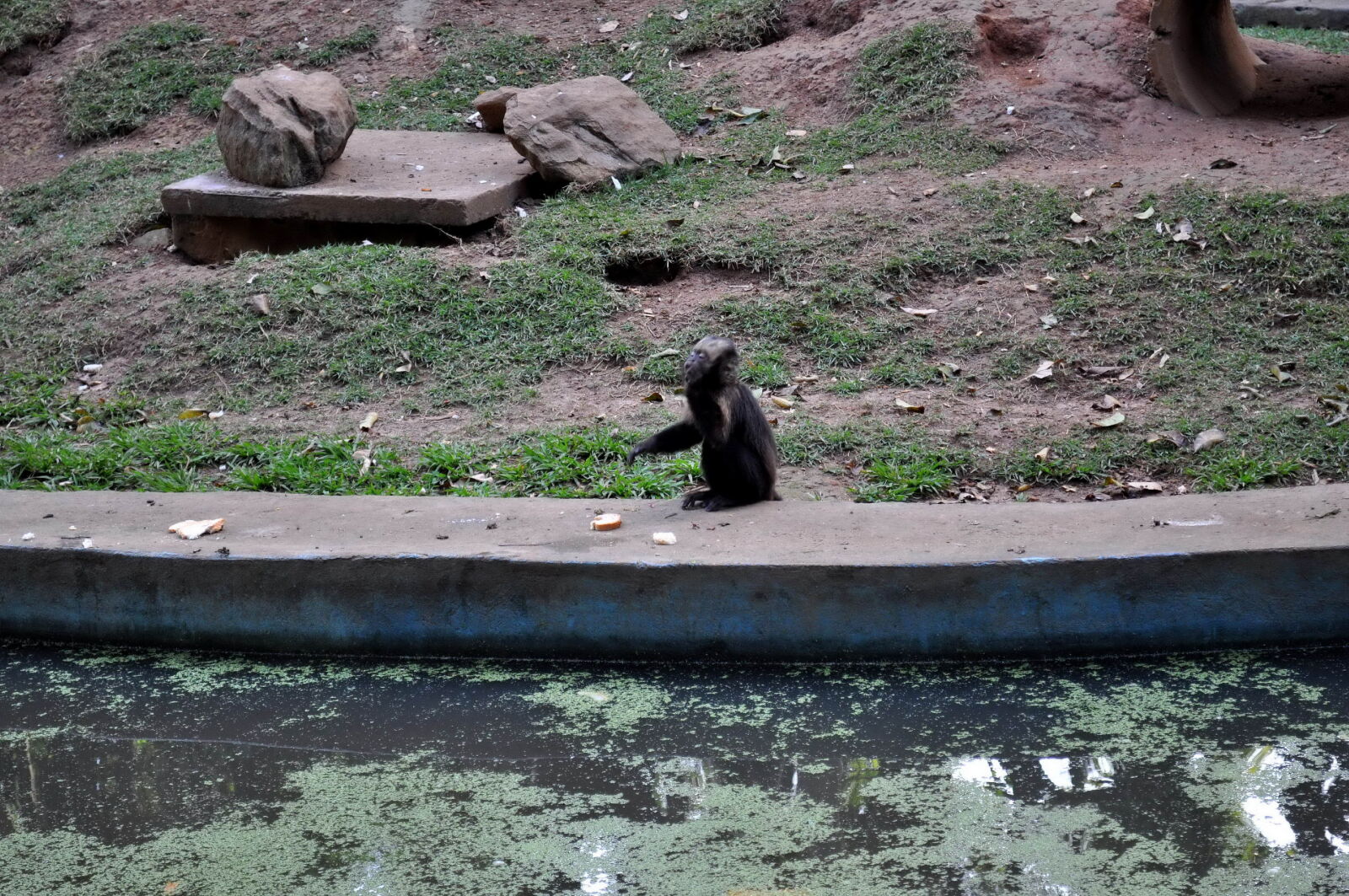 Nikon D5000 sample photo. Single, monkey, zoo photography