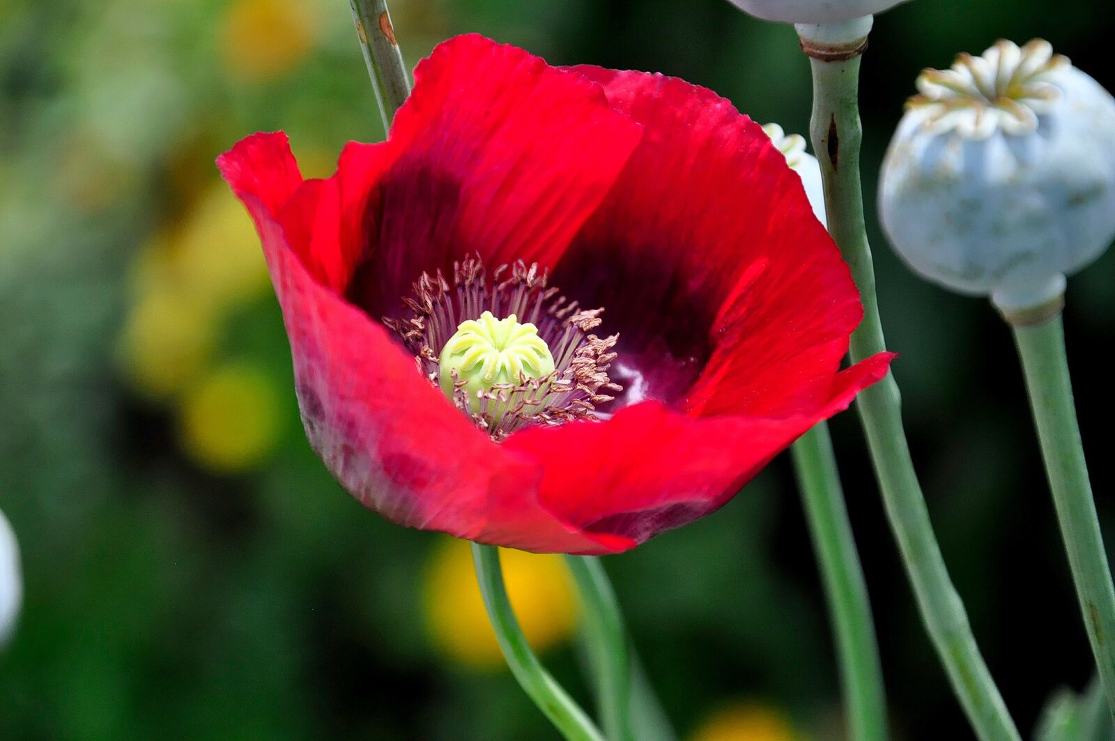 Nikon D90 sample photo. Poppy, red, klatschmohn photography
