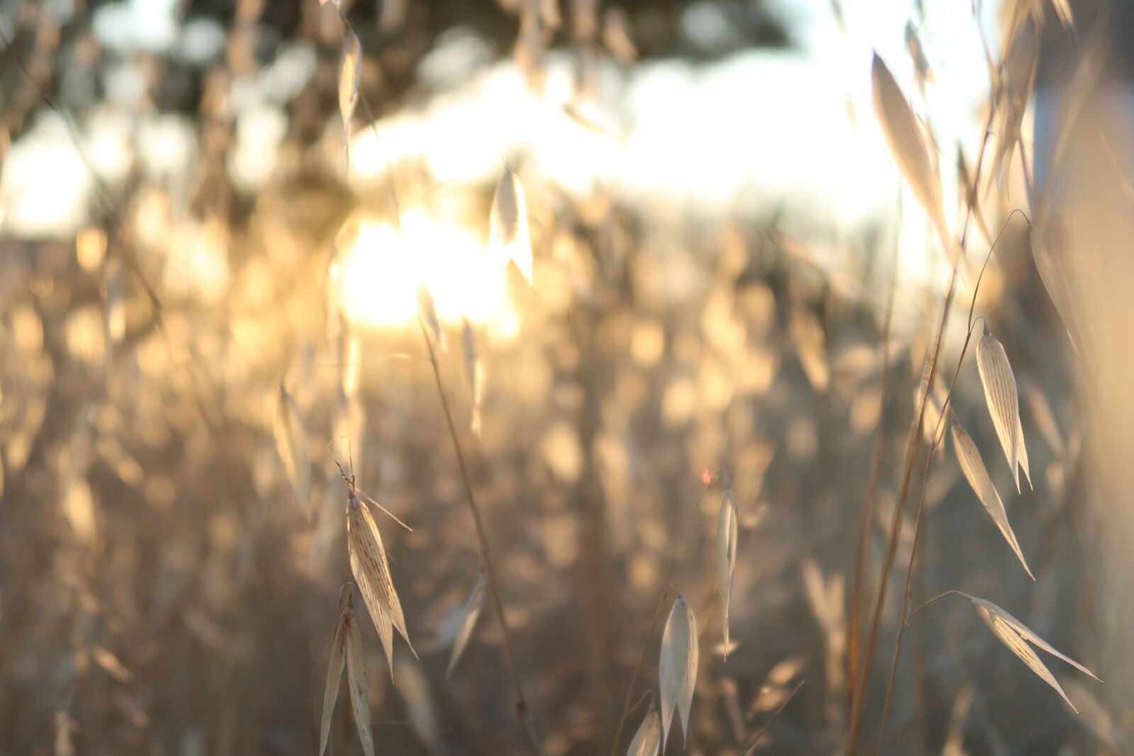 Canon PowerShot G7 X Mark II sample photo. Sunset, nature, landscape photography