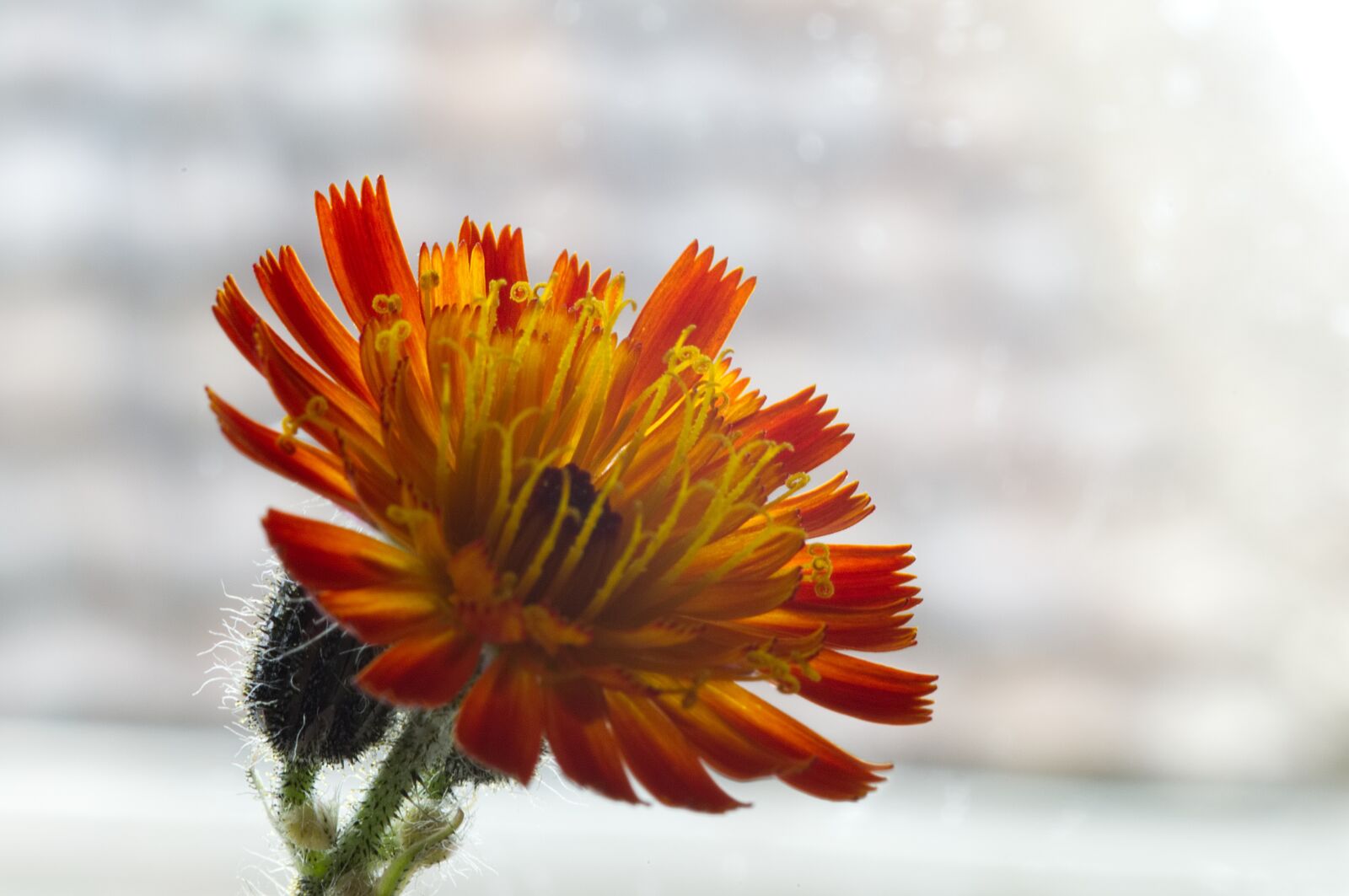 Nikon D3100 sample photo. Hawkweed, flower, nature photography
