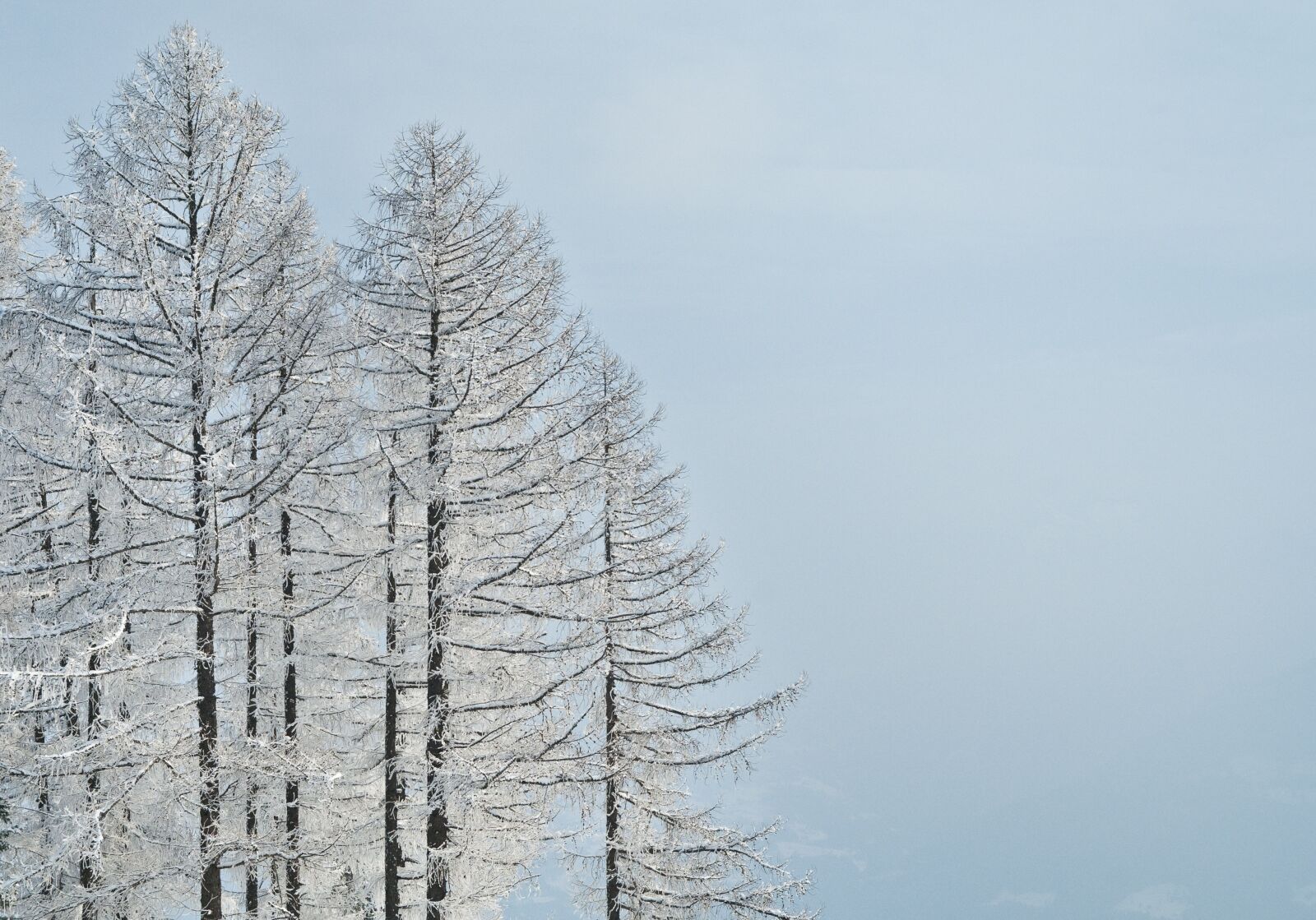 Nikon D300 sample photo. Winter, tree, snow photography