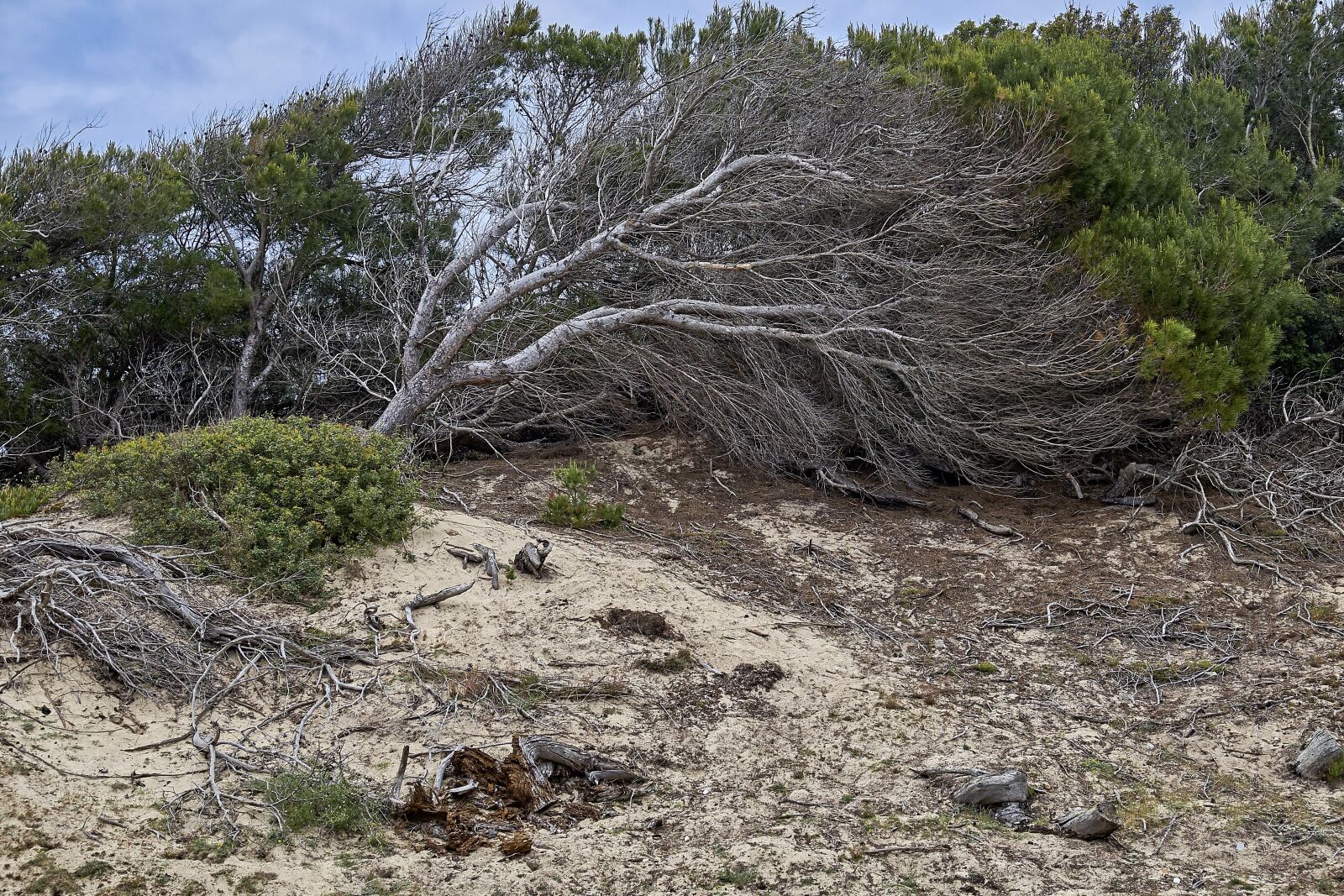 Fujifilm X-E1 sample photo. Tree, landscape, coast photography