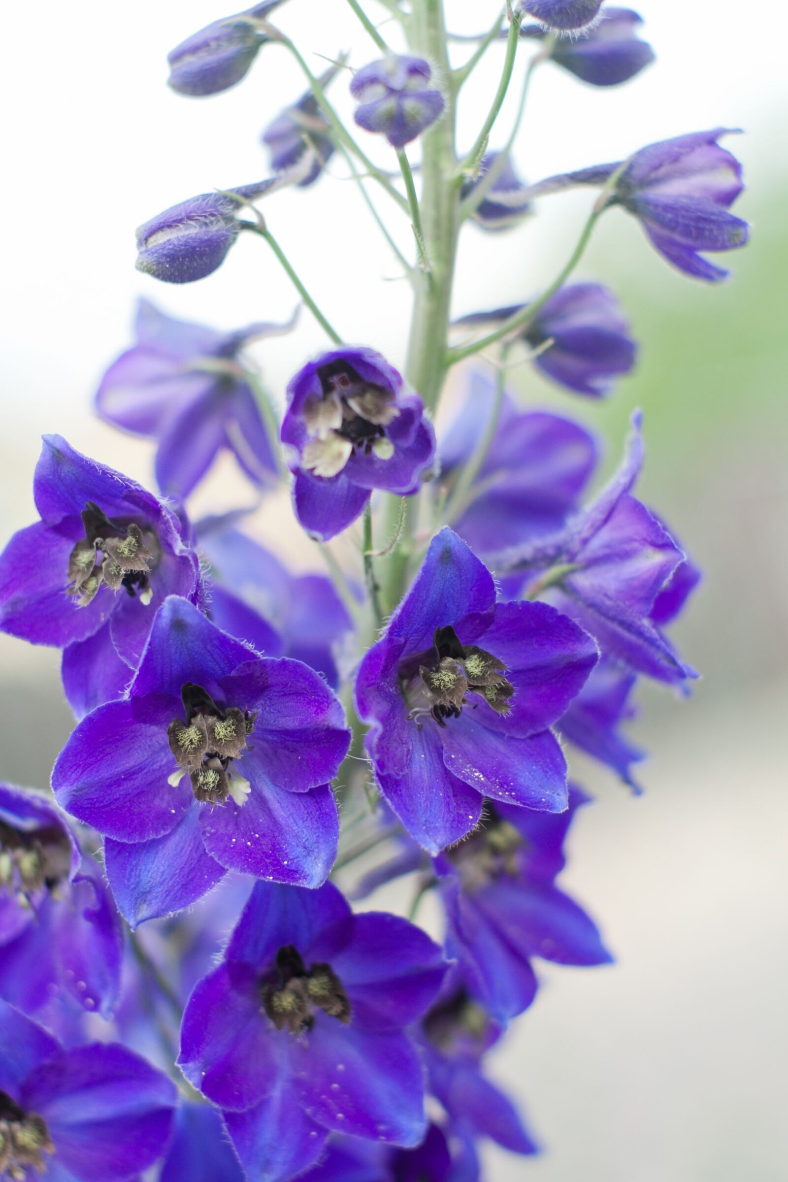 Canon EOS 50D sample photo. Delphinium elatum, alpine delphinium photography