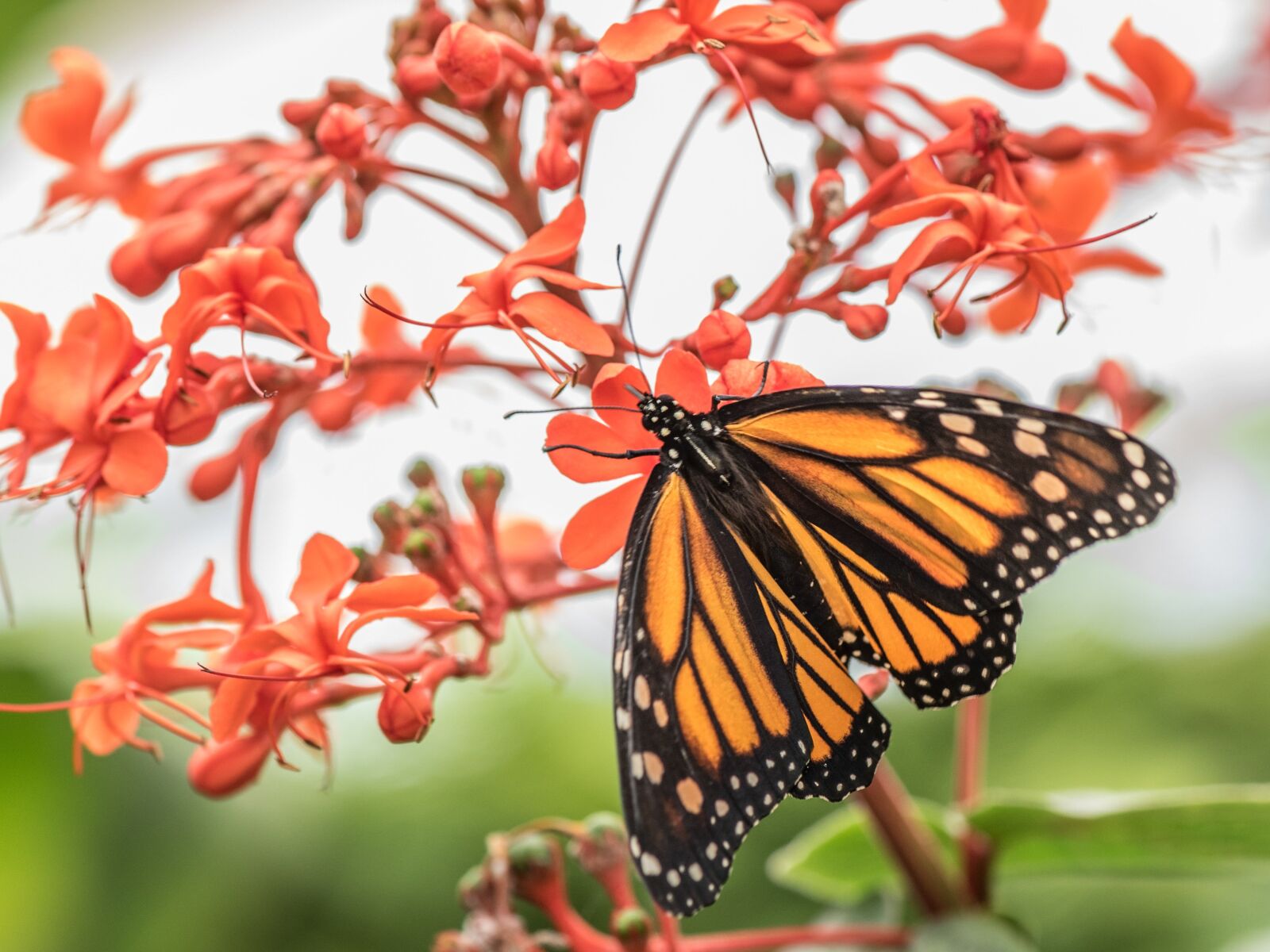 Nikon D750 sample photo. Butterfly, macro, pose photography