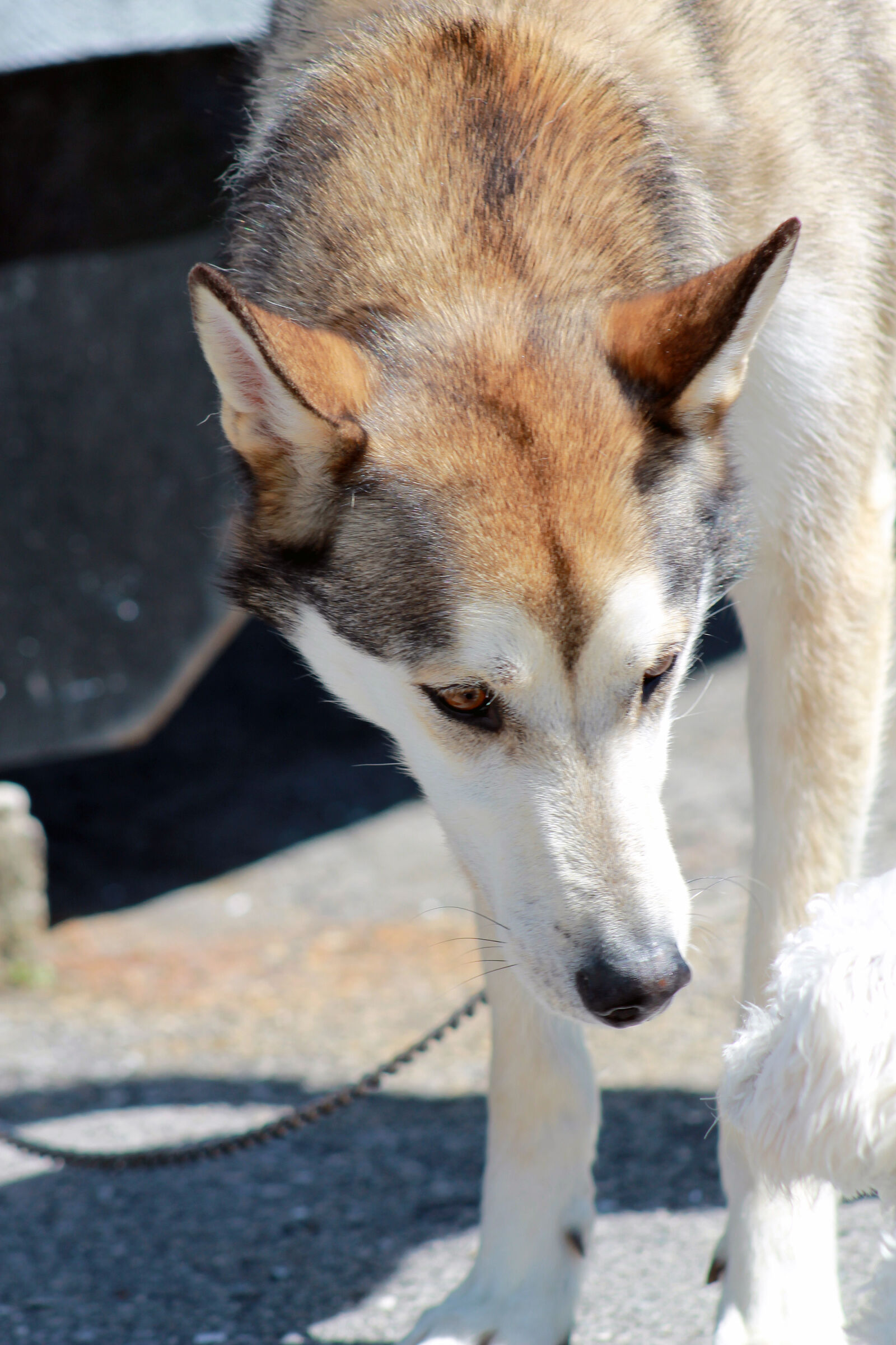 Canon EOS 1100D (EOS Rebel T3 / EOS Kiss X50) sample photo. Dog, husky photography