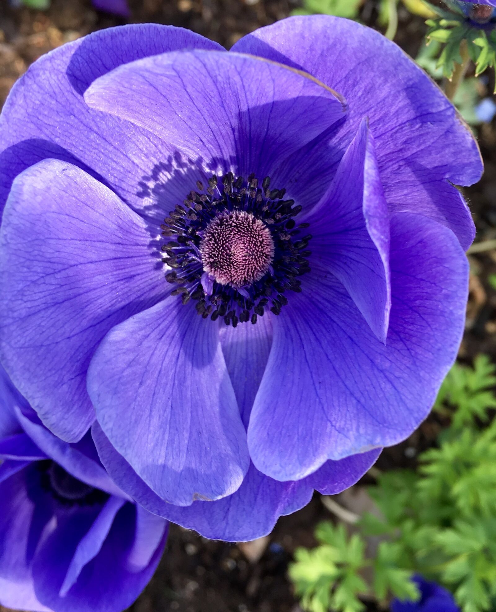 Apple iPhone 6s sample photo. Flower, plant, anemone photography