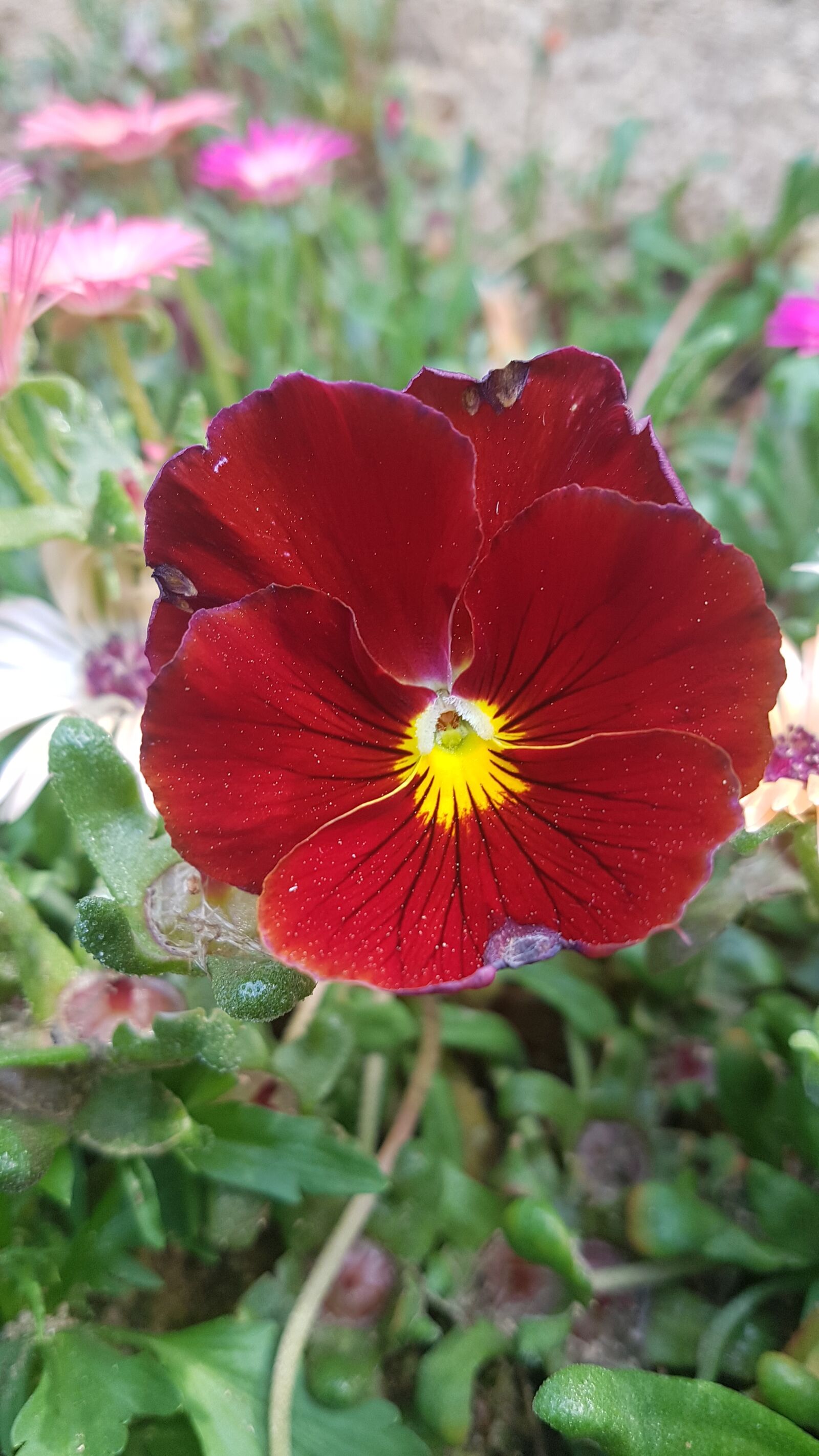 Samsung Galaxy S7 sample photo. Red flower, red, flower photography