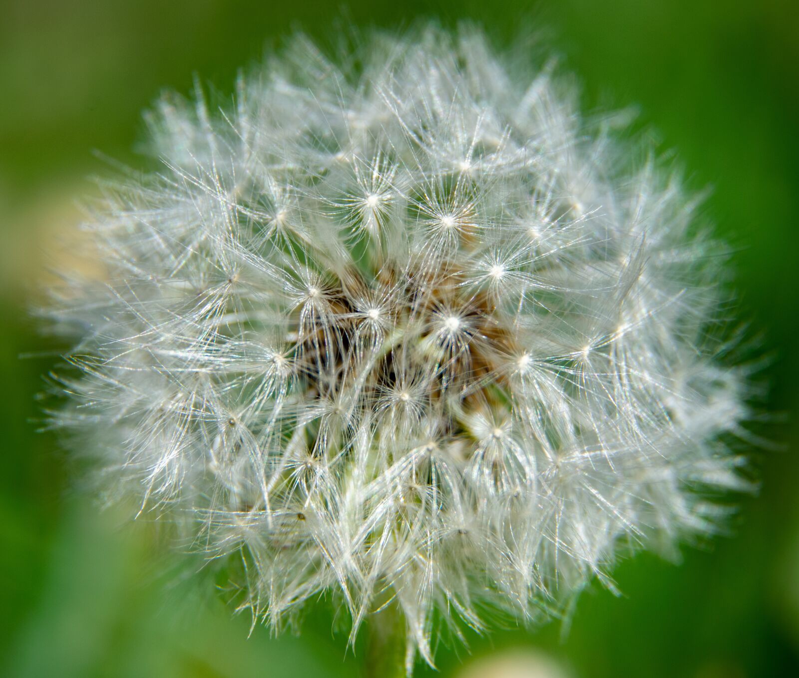 Nikon D3300 sample photo. Garden, flower, dandelion photography