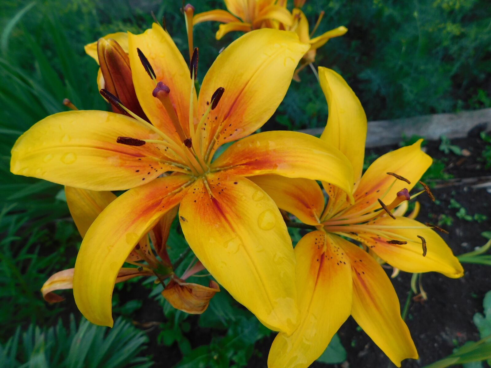 Nikon Coolpix B500 sample photo. Flower, yellow, lily photography