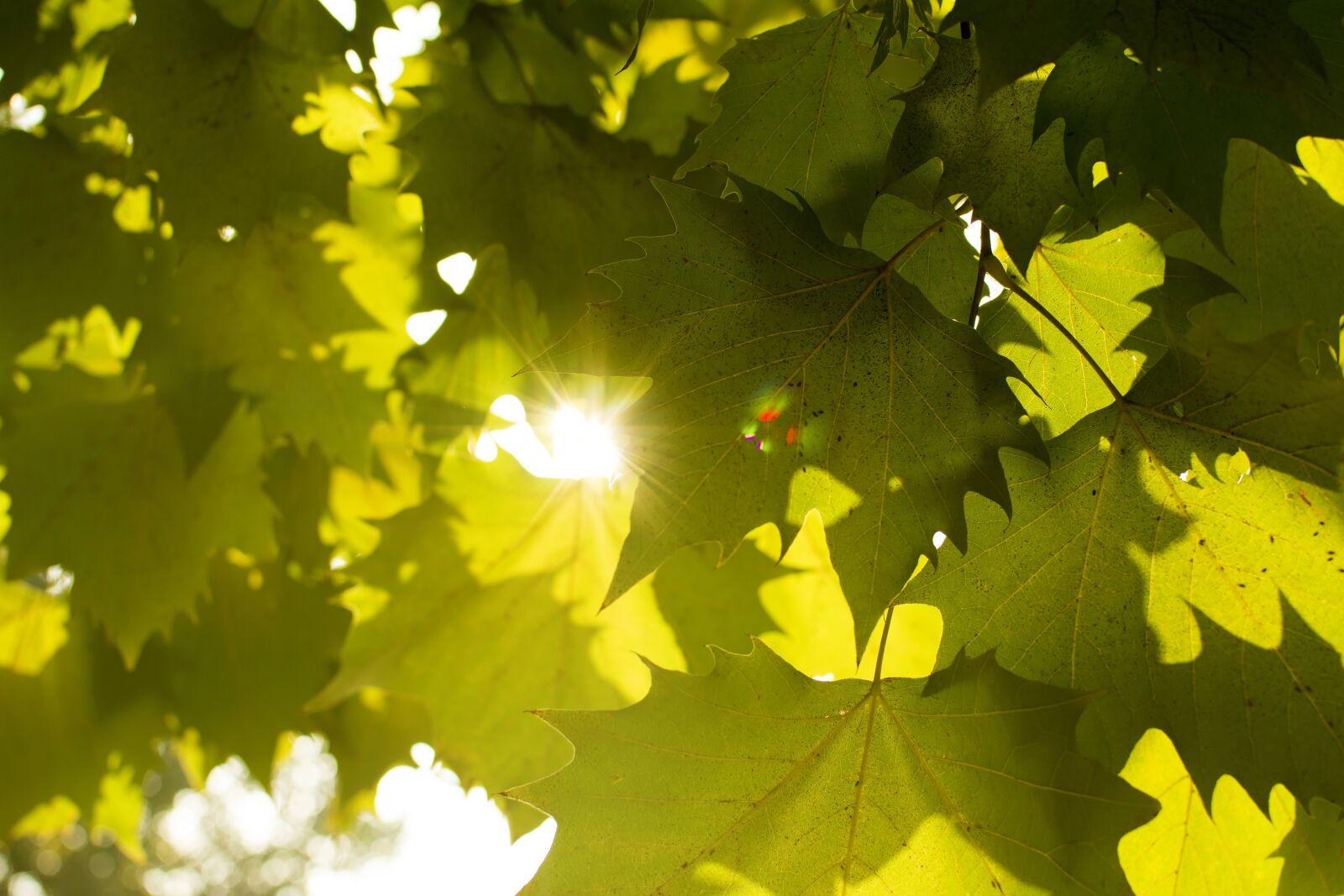 Nikon D7100 sample photo. Maple, plant, sunshine photography