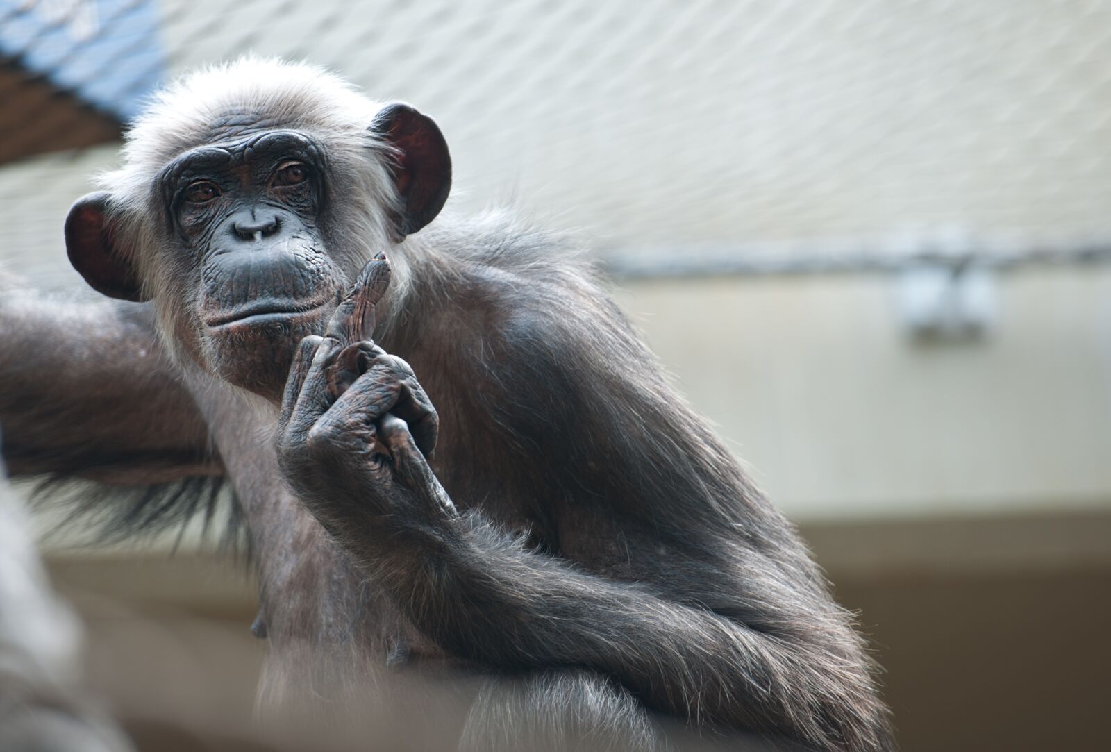 Nikon D3X sample photo. Monkey, primate, mammal photography